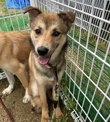 雑種（ミックス犬）・オスの里親募集の写真