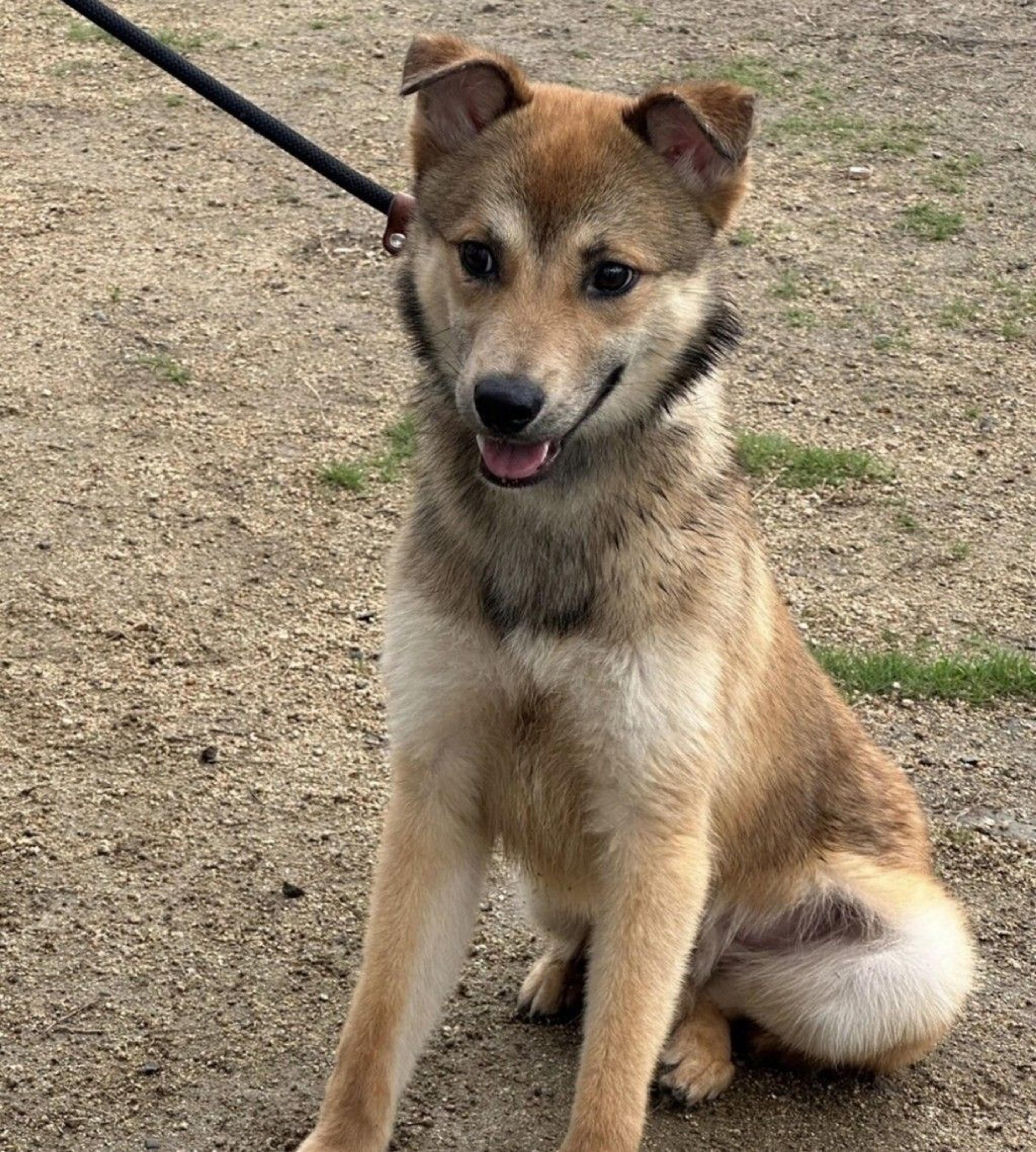 pet-image-2