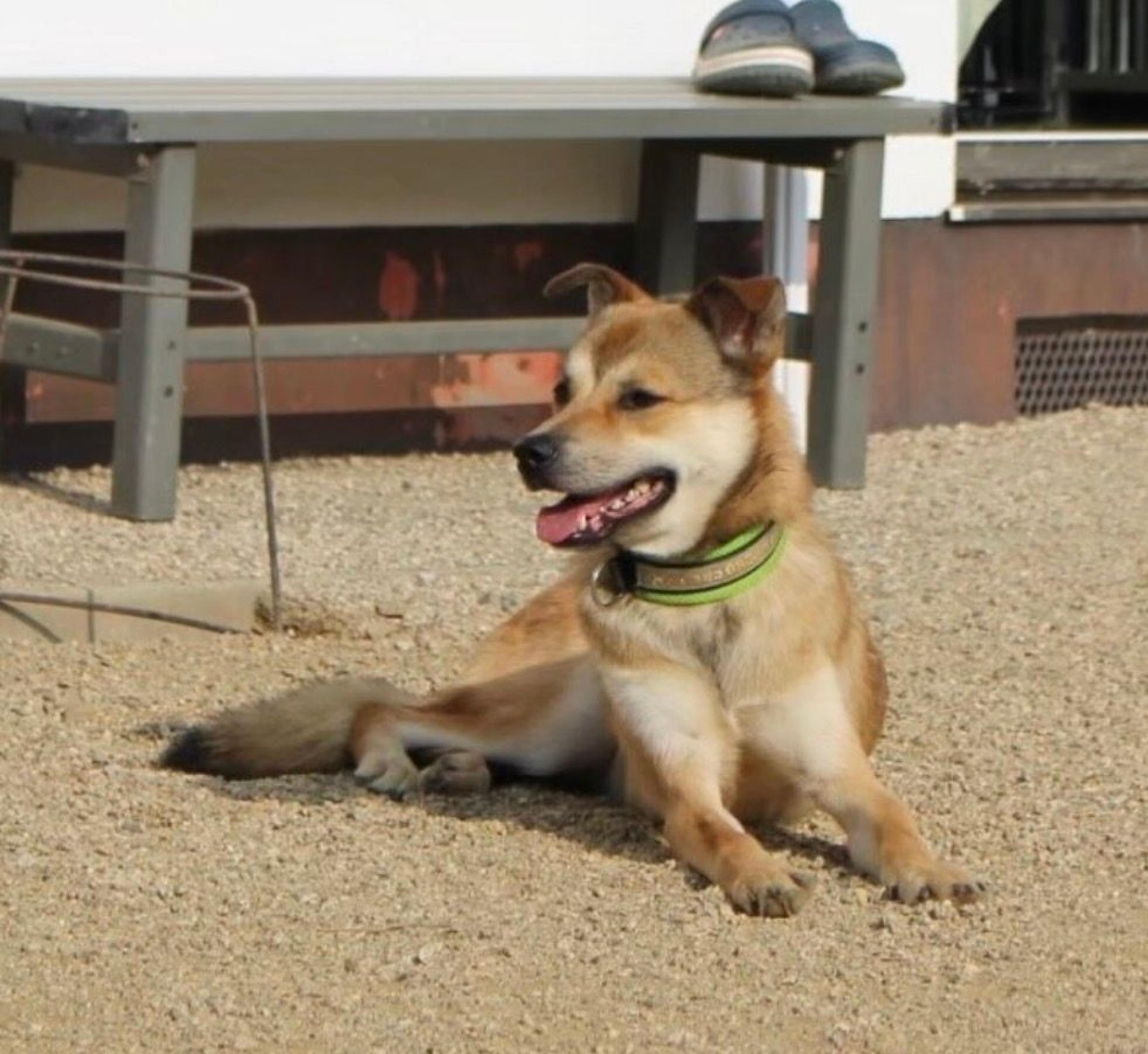 pet-image-7