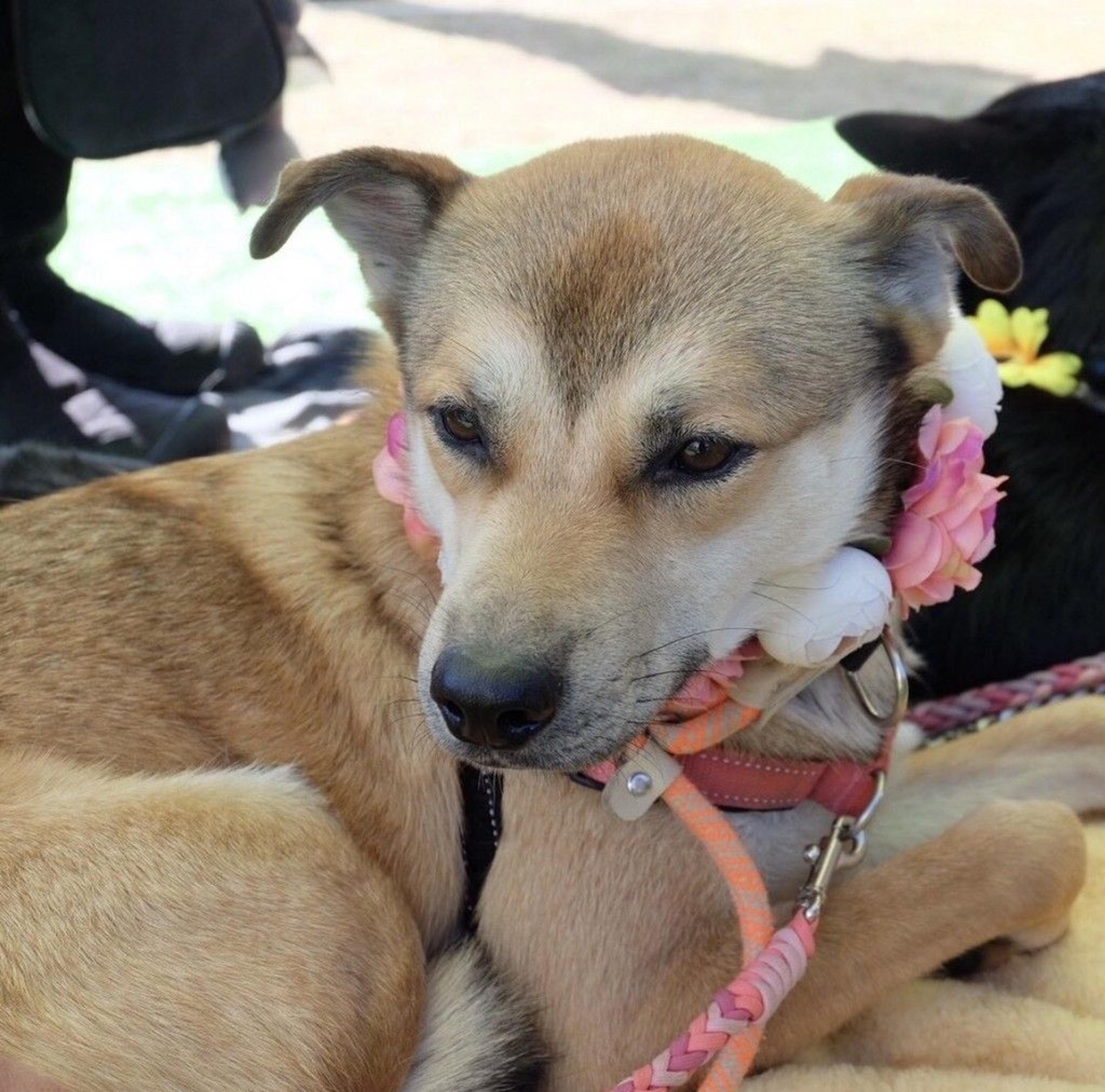 pet-image-8