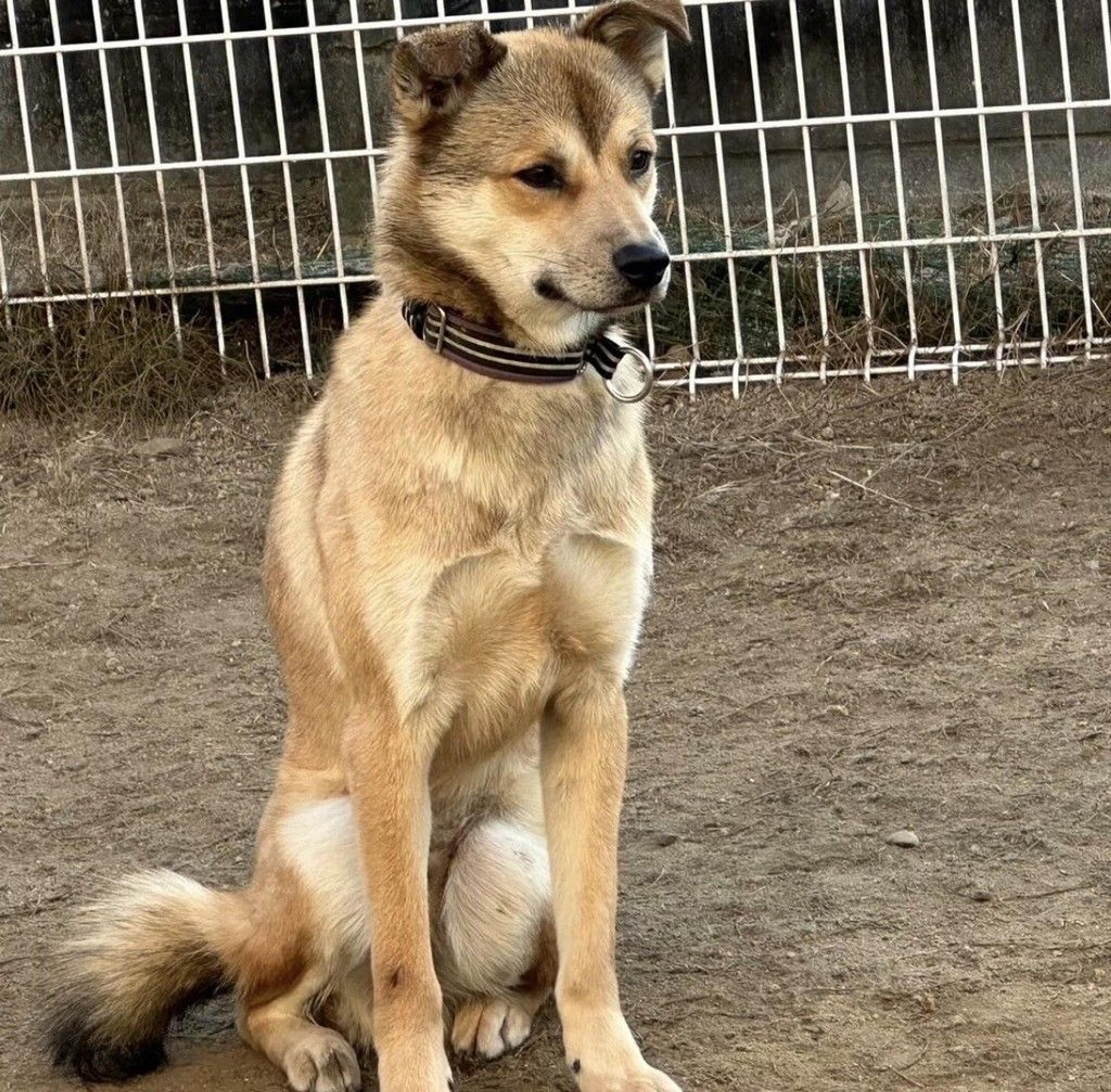 pet-image-9