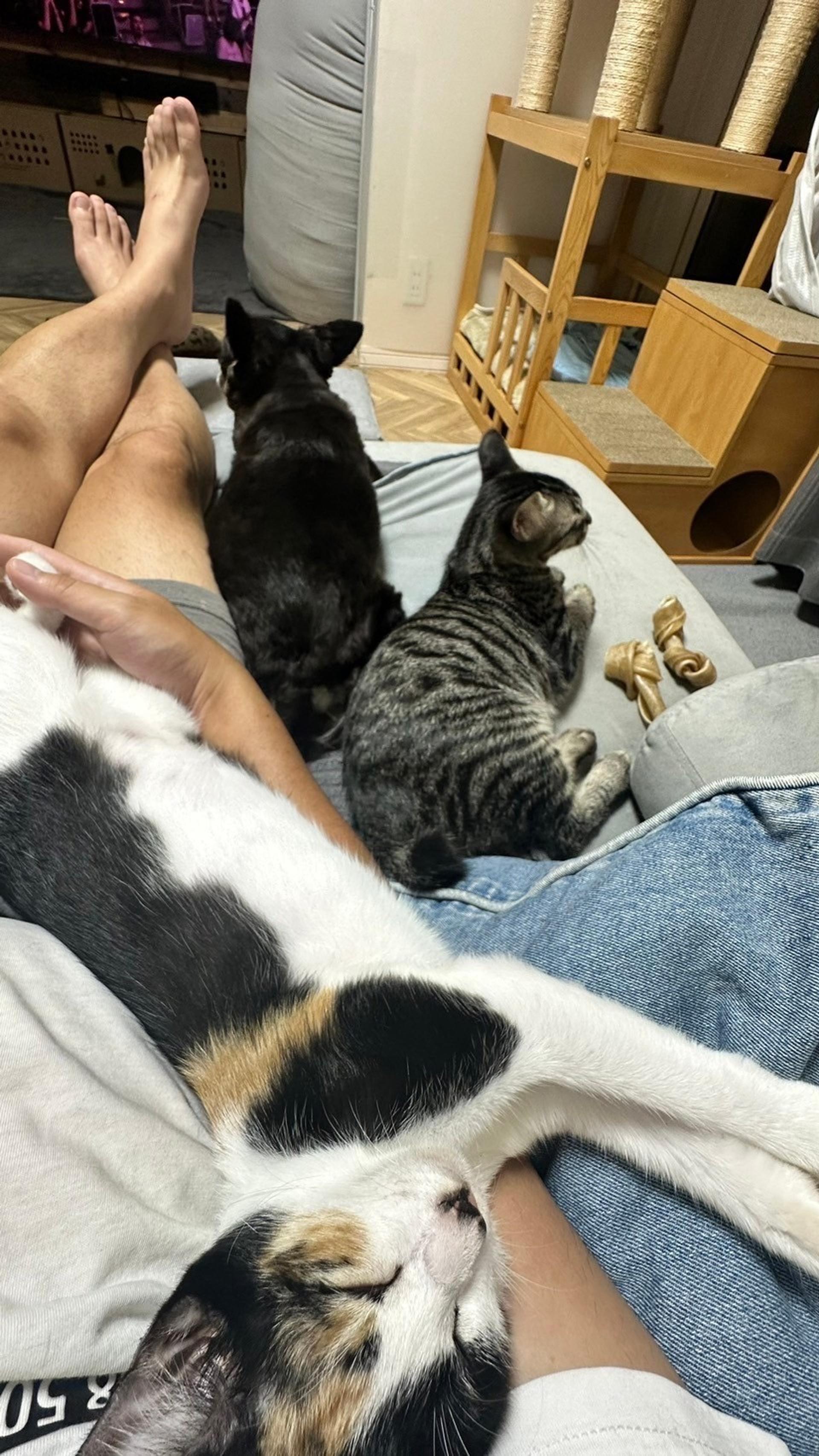 pet-image-5