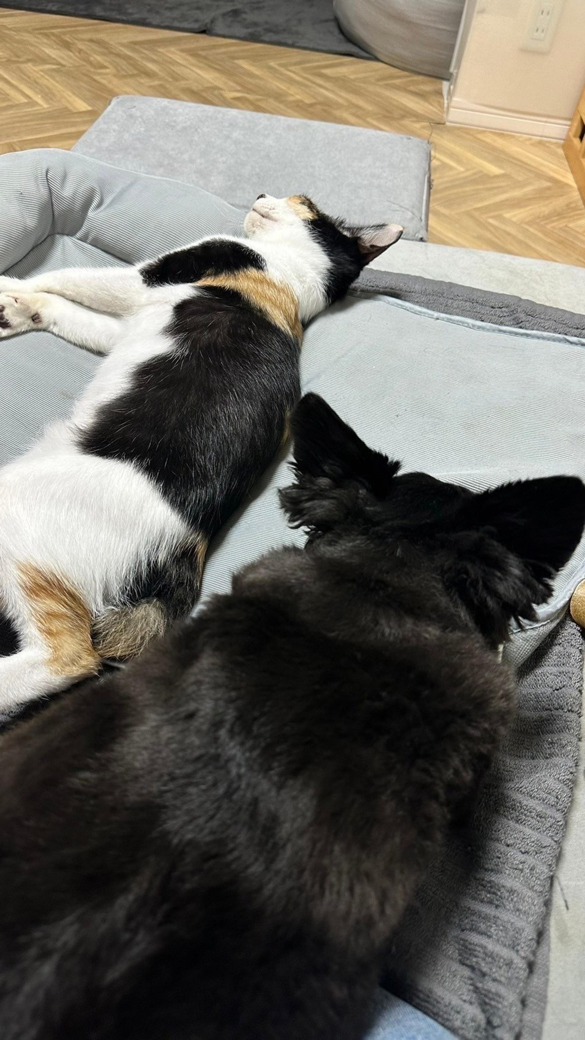 pet-image-4