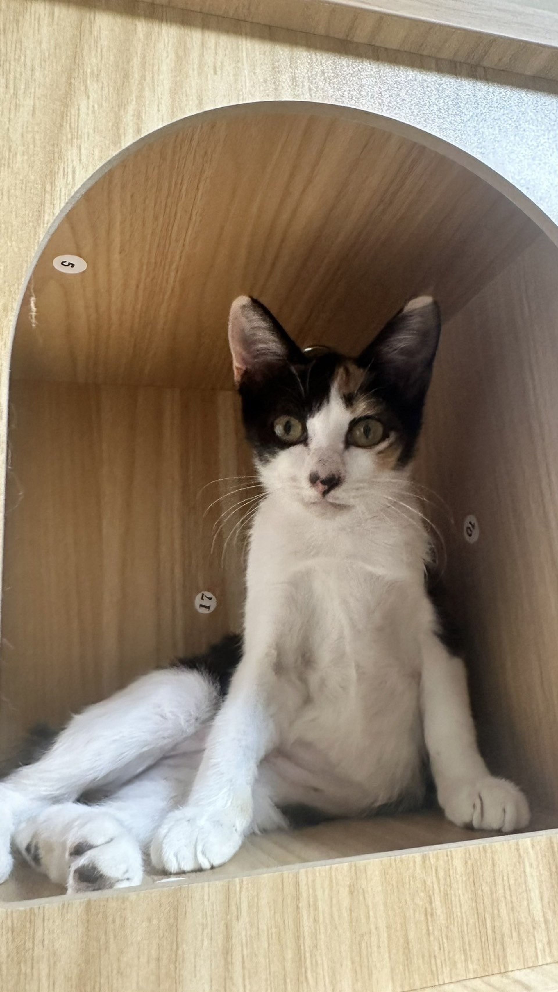 雑種（ミックス猫）・メスの里親募集の写真