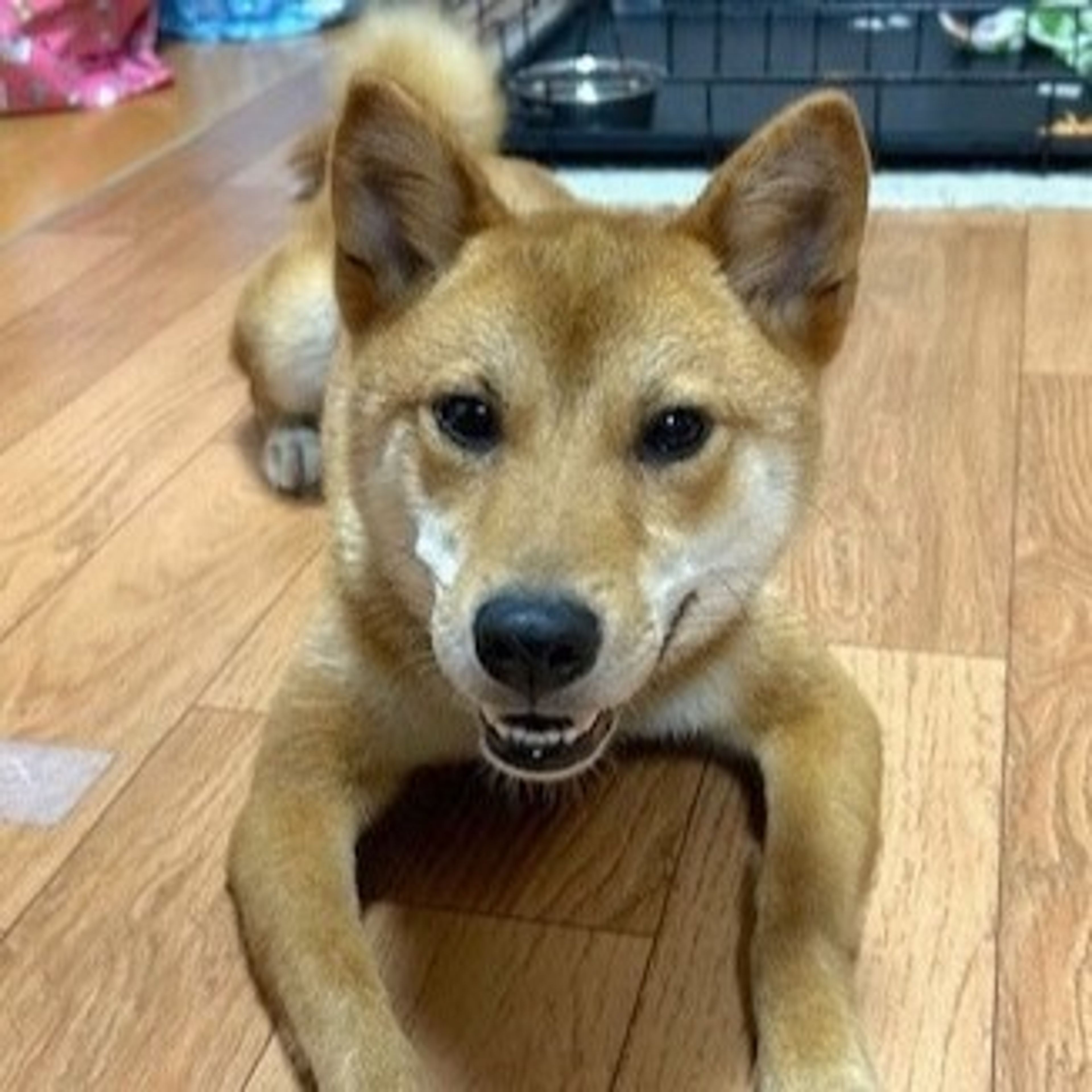 雑種（ミックス犬）・メスの里親募集の写真
