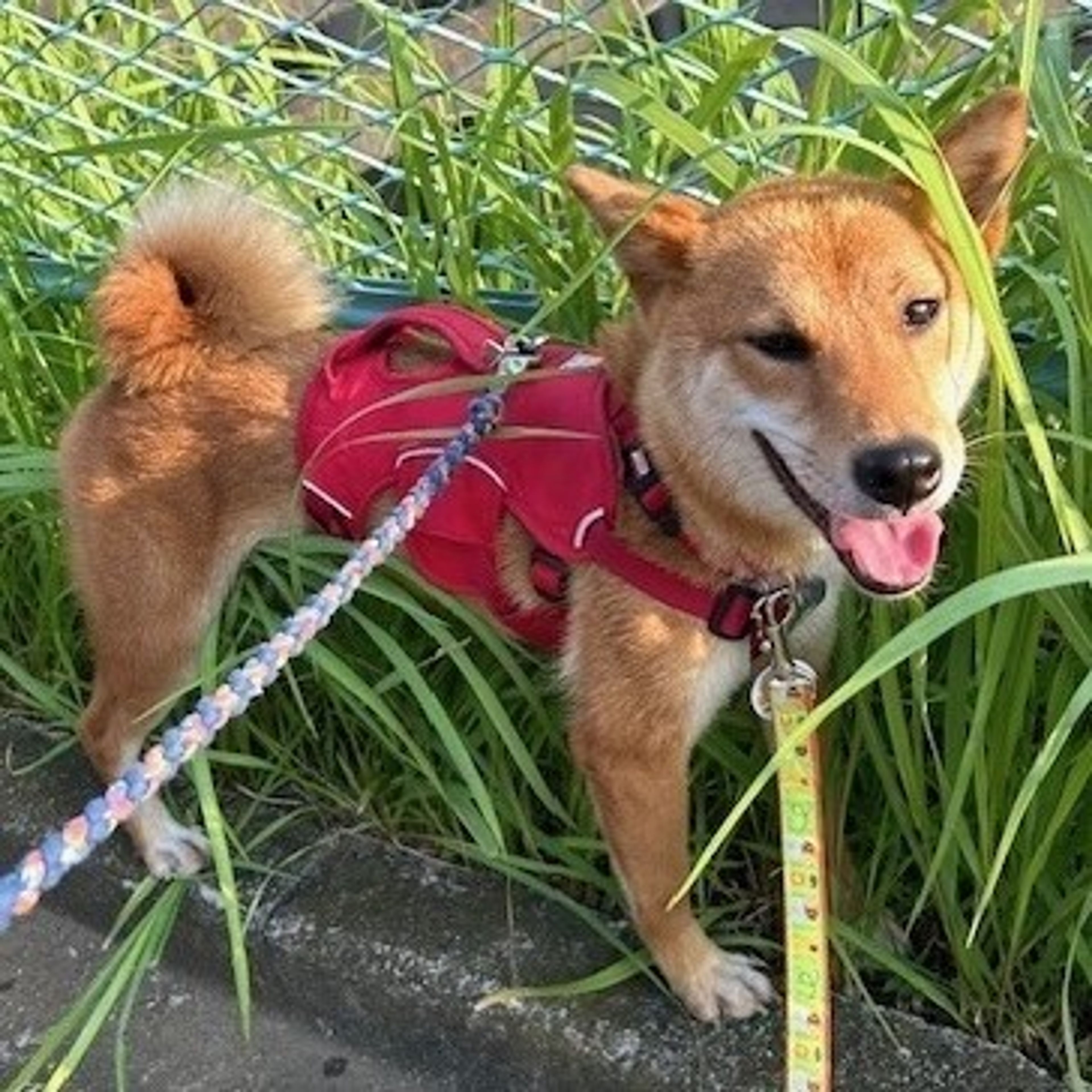 pet-image-2