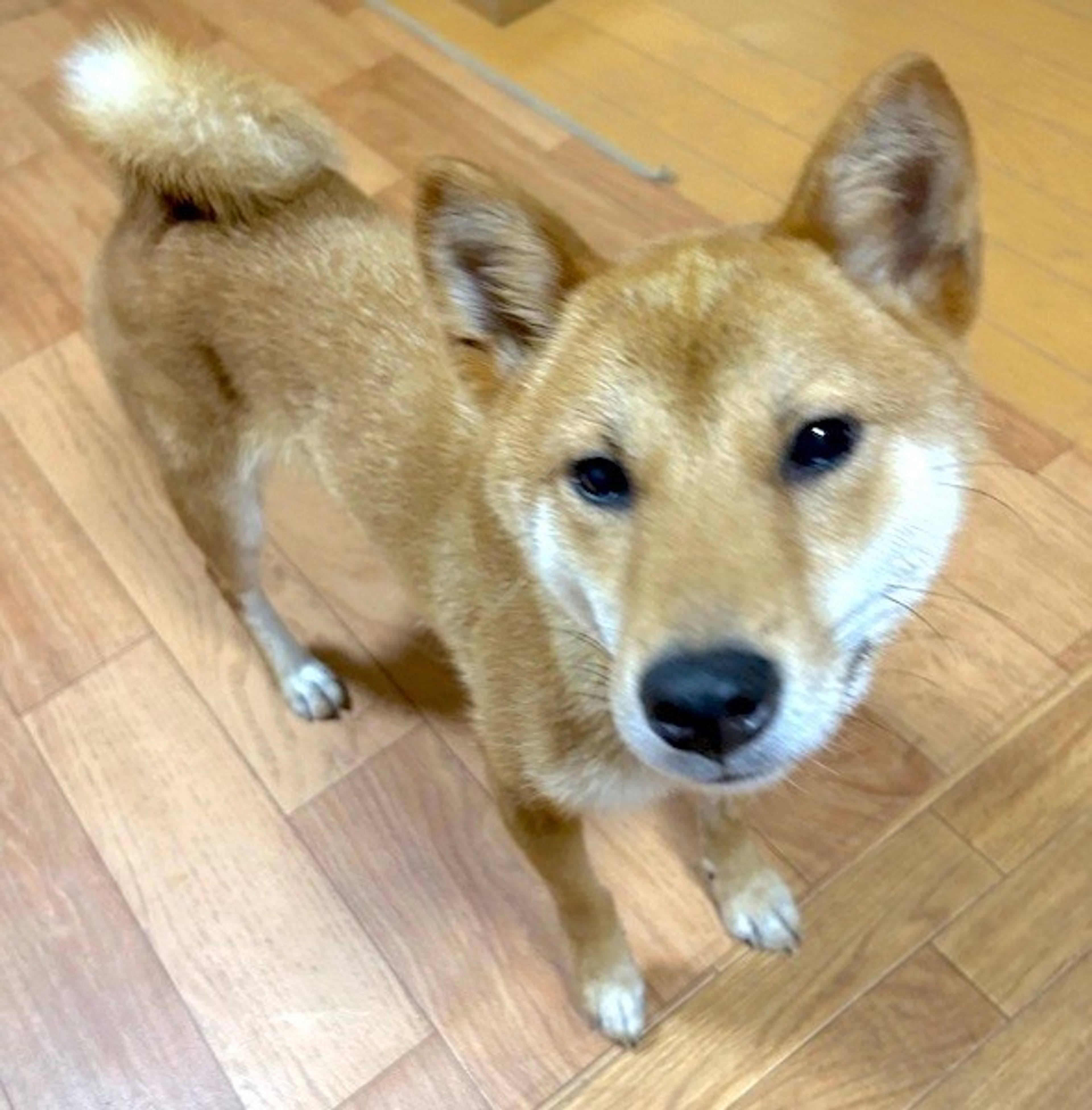 pet-image-3