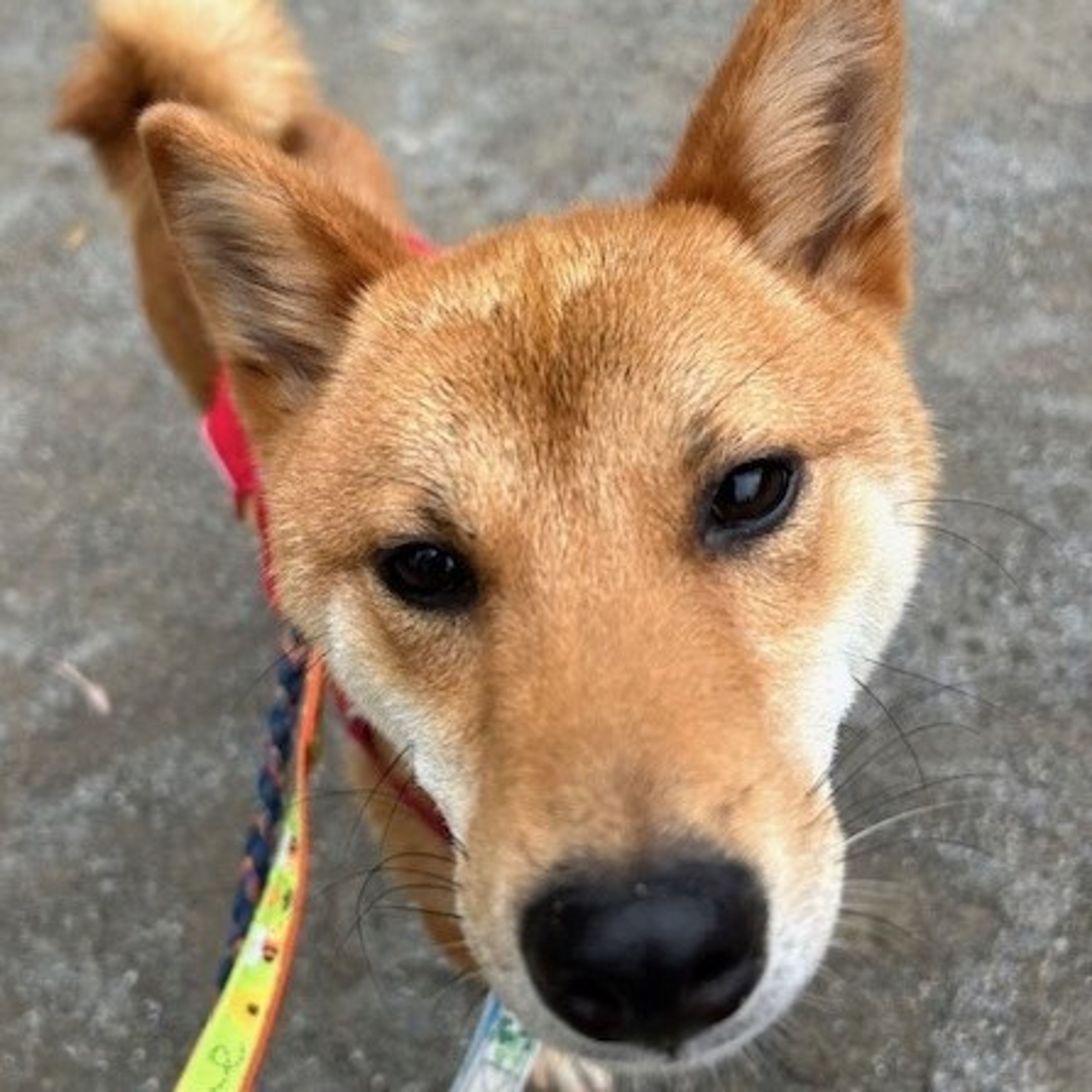 pet-image-4