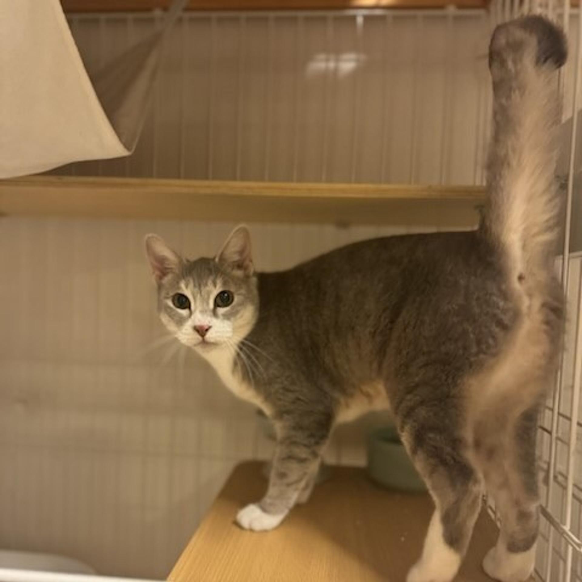 pet-image-4