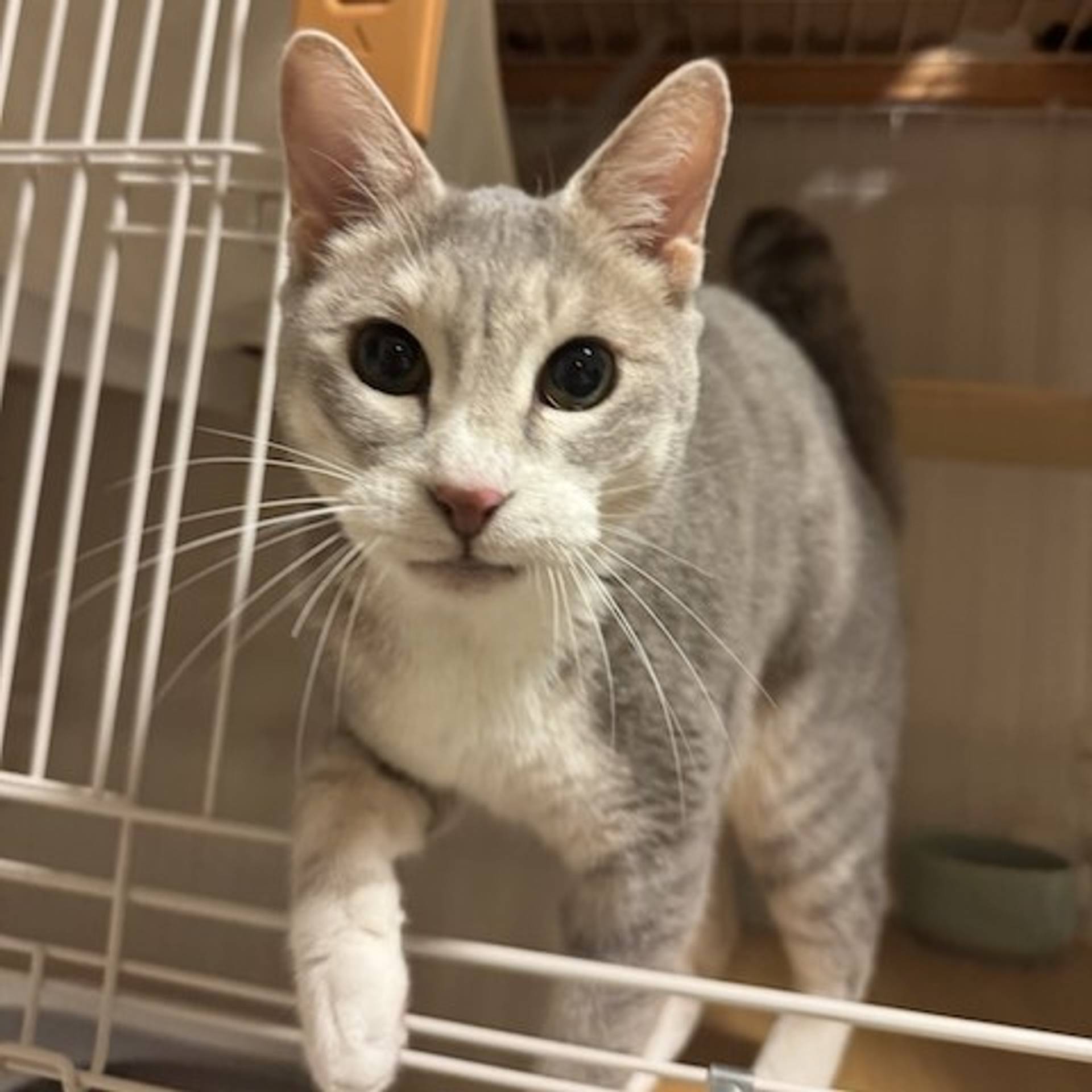 雑種（ミックス猫）・メスの里親募集の写真
