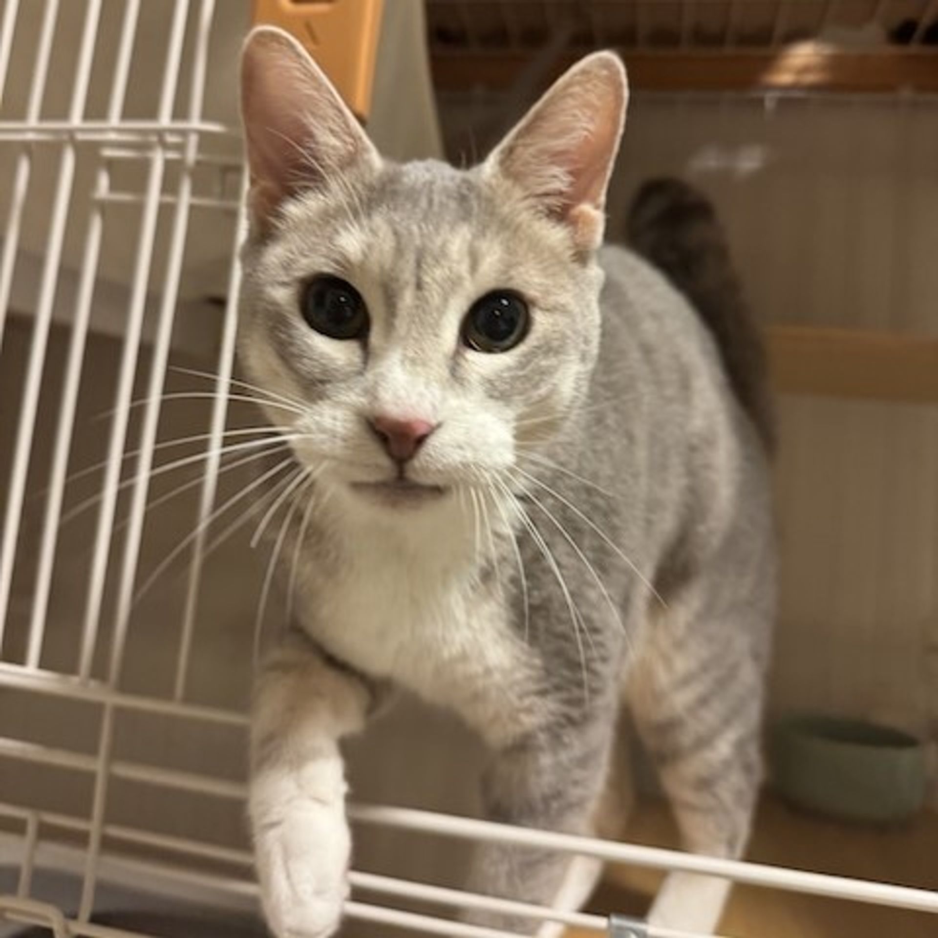 雑種（ミックス猫）・メスの里親募集の写真