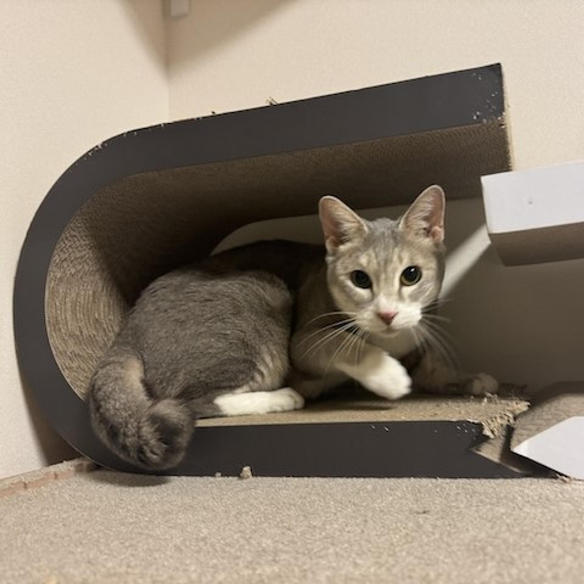 pet-image-2