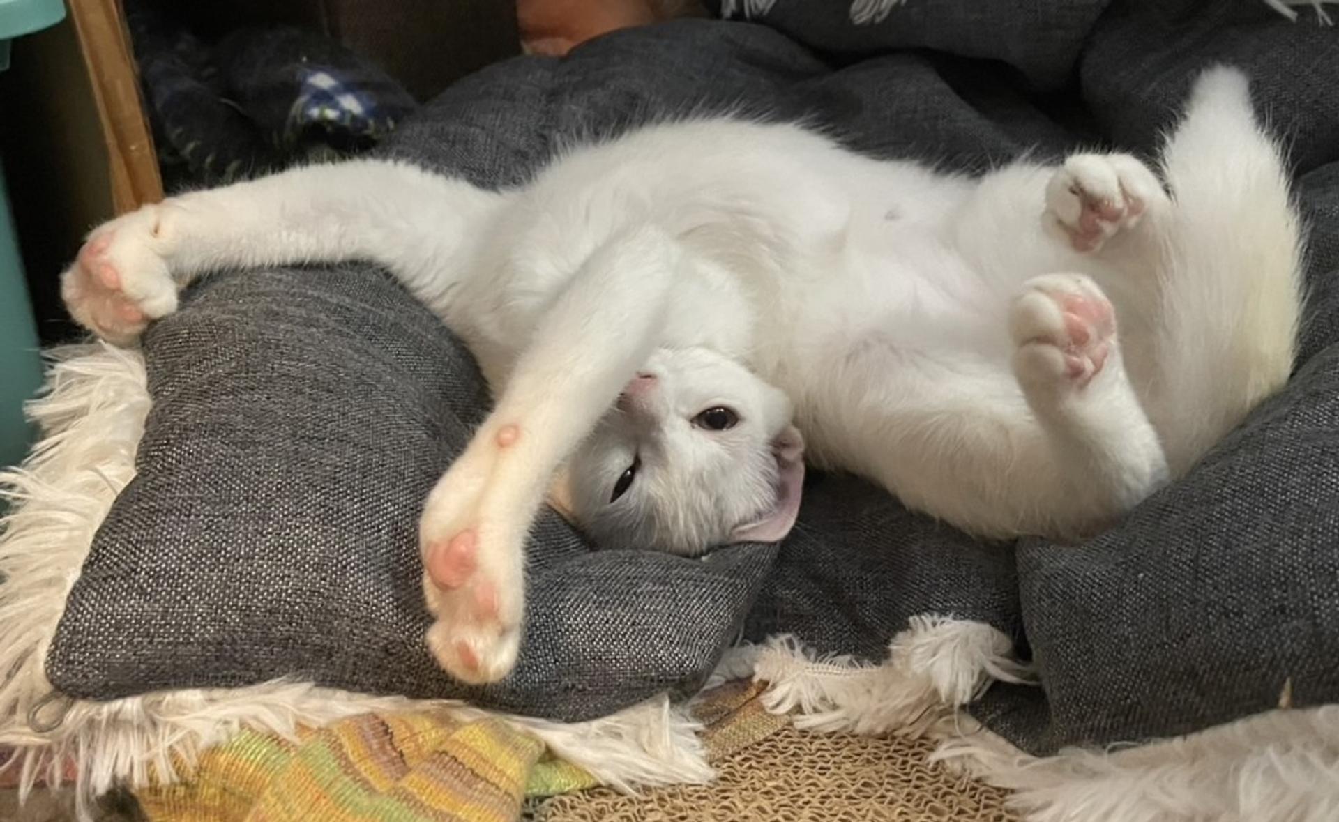 pet-image-6