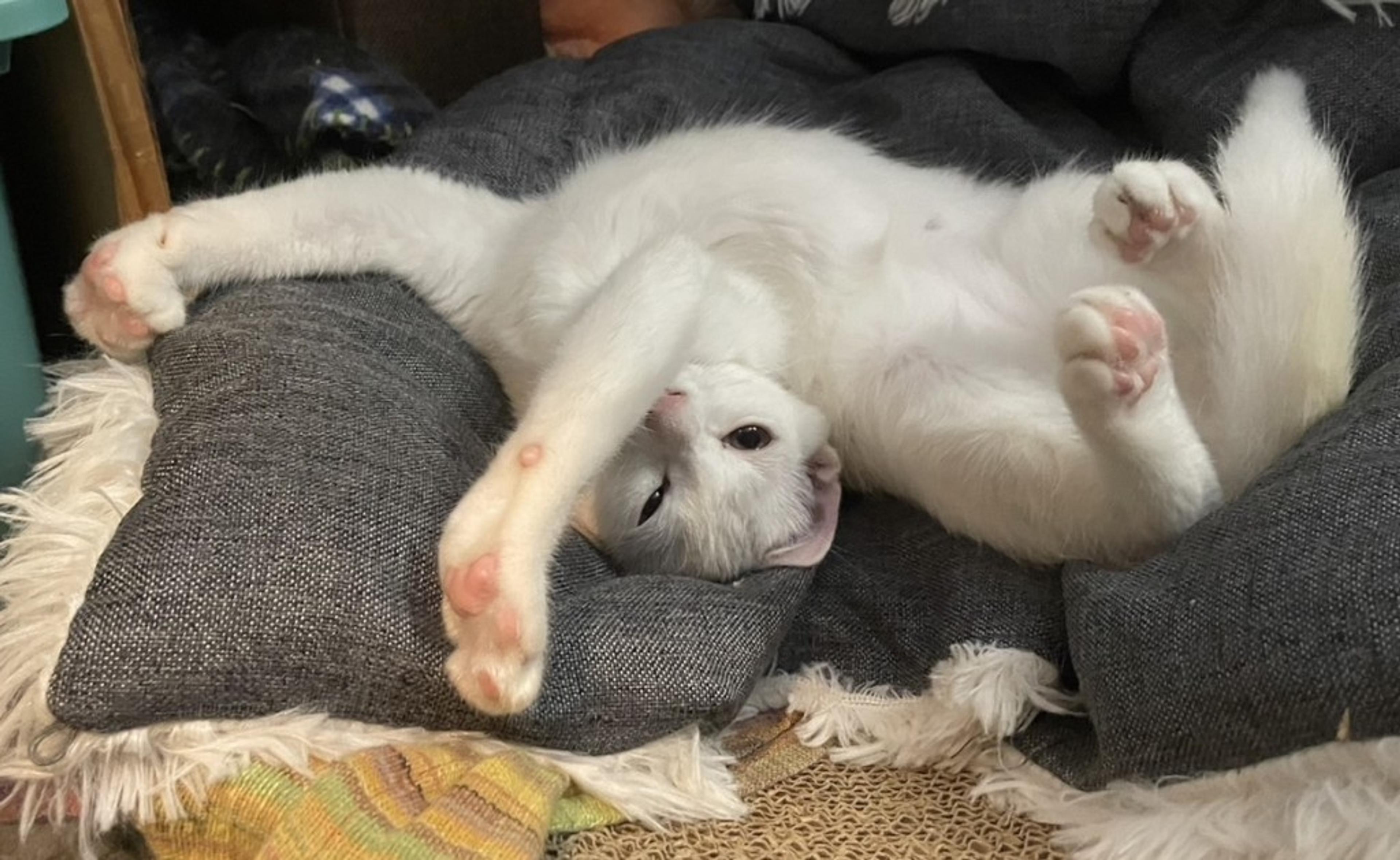pet-image-6