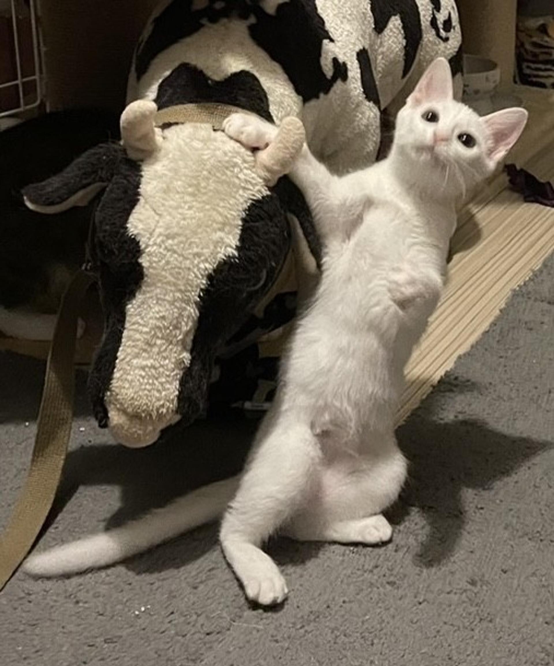 pet-image-7