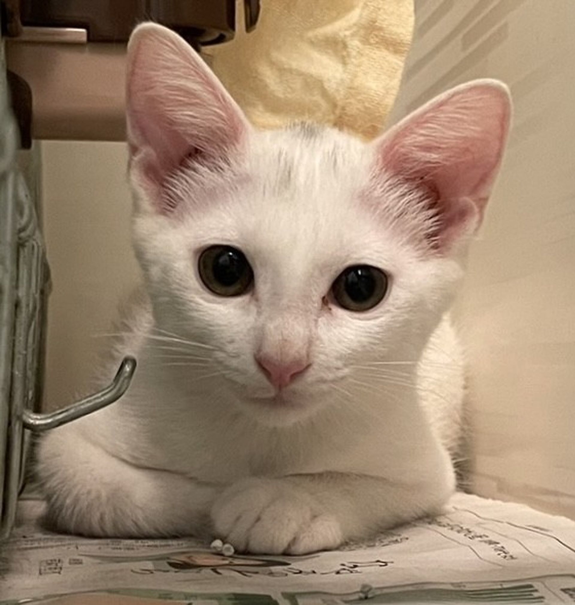 雑種（ミックス猫）・メスの里親募集の写真