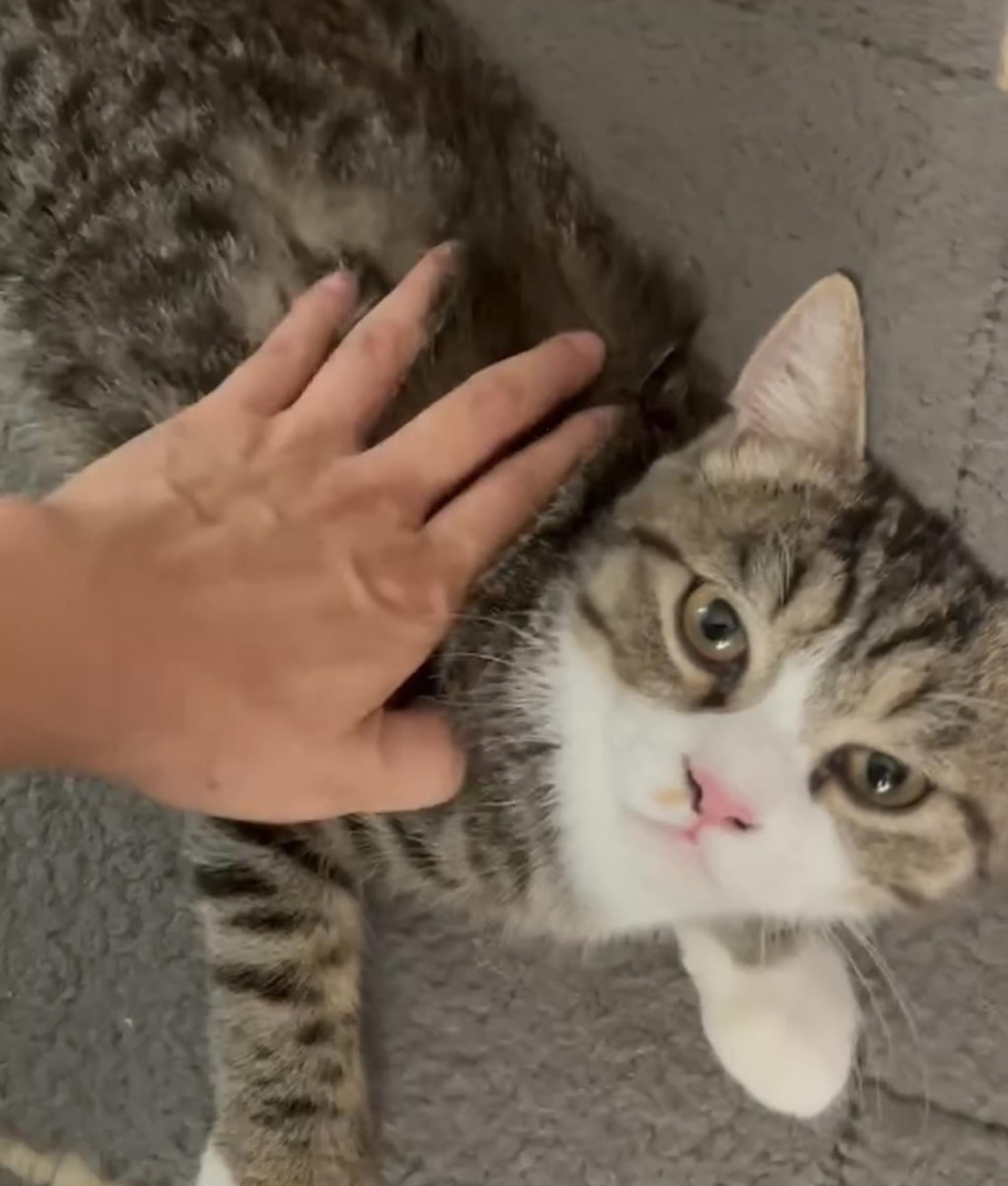 pet-image-7