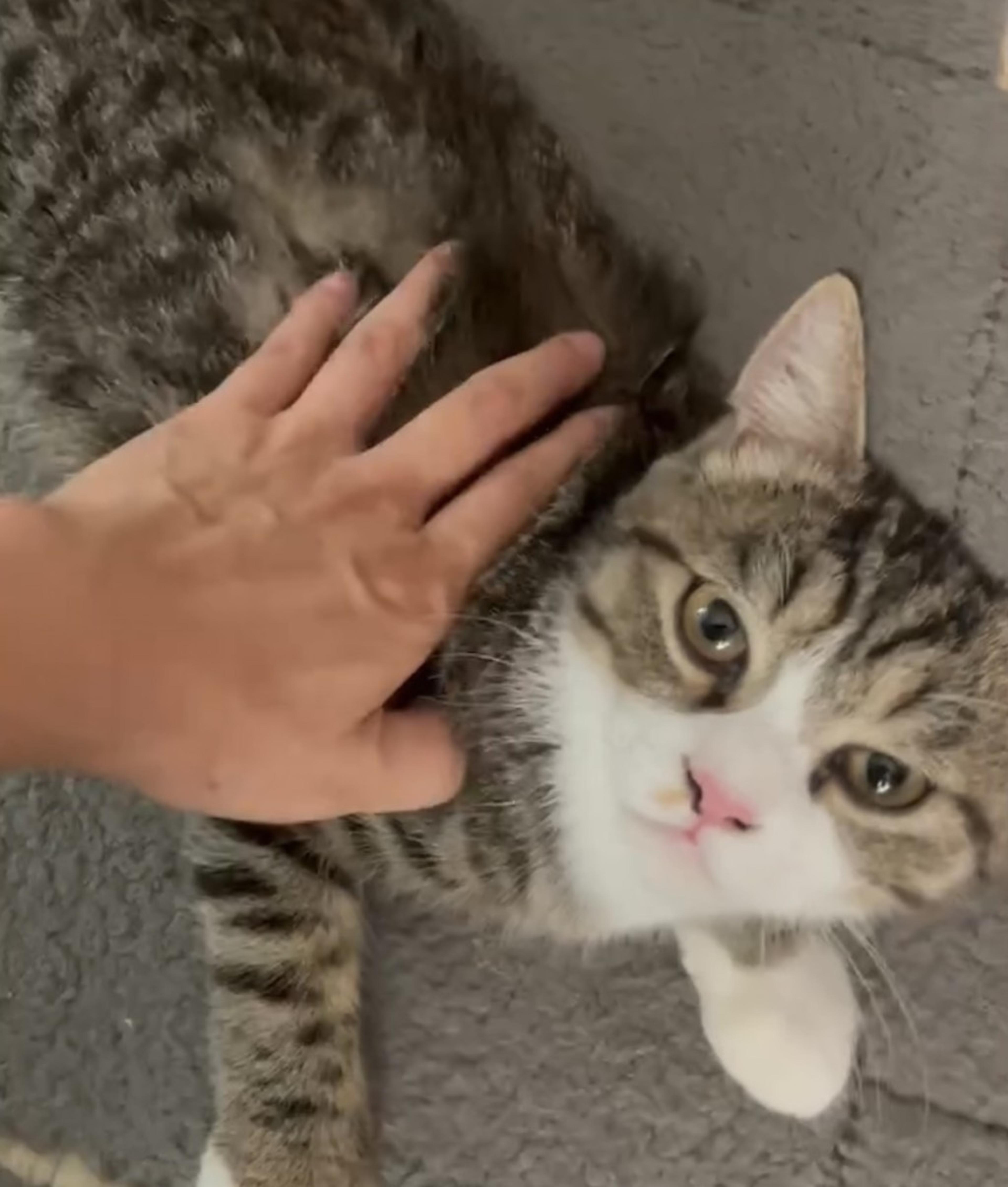 pet-image-7