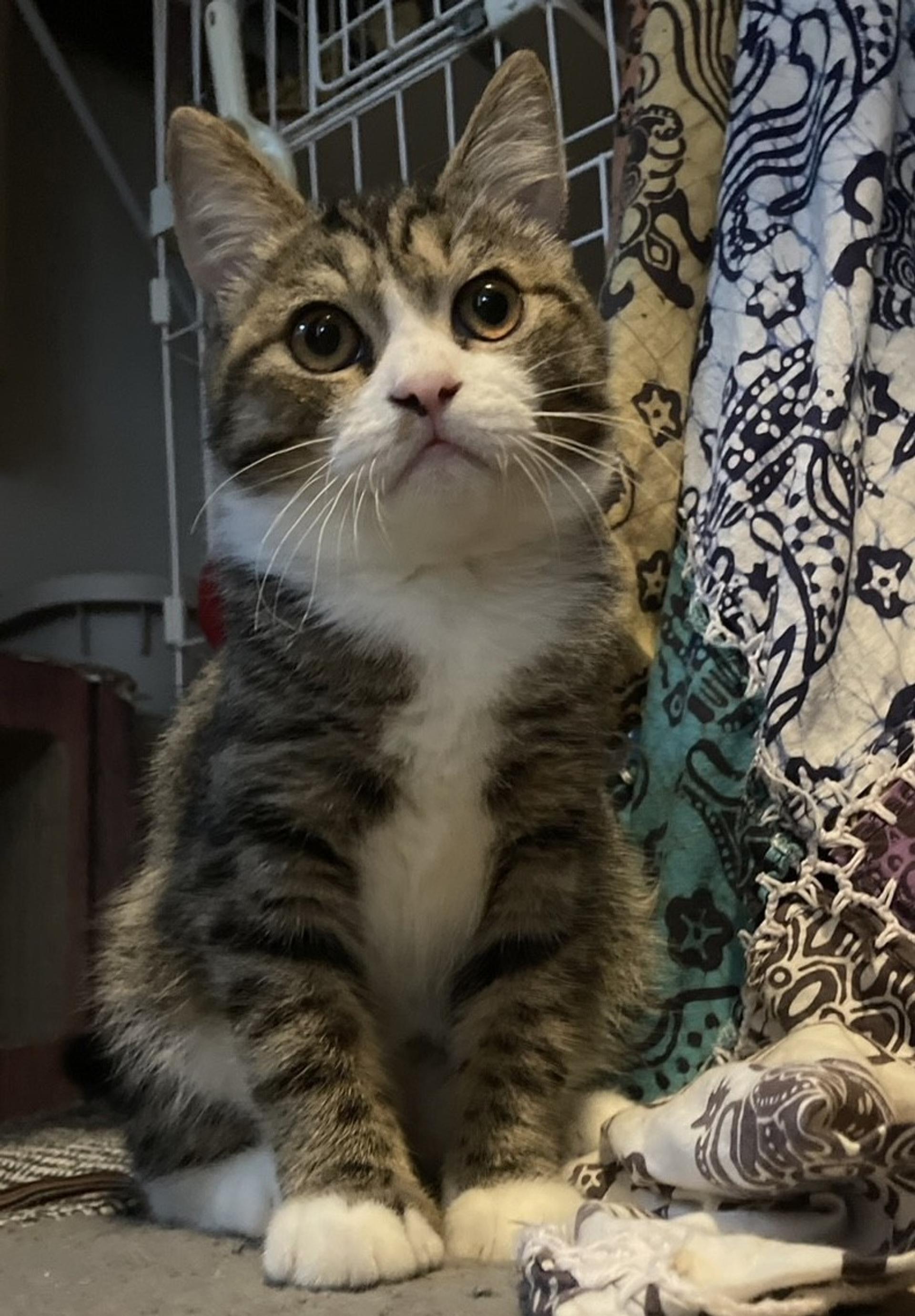 pet-image-4