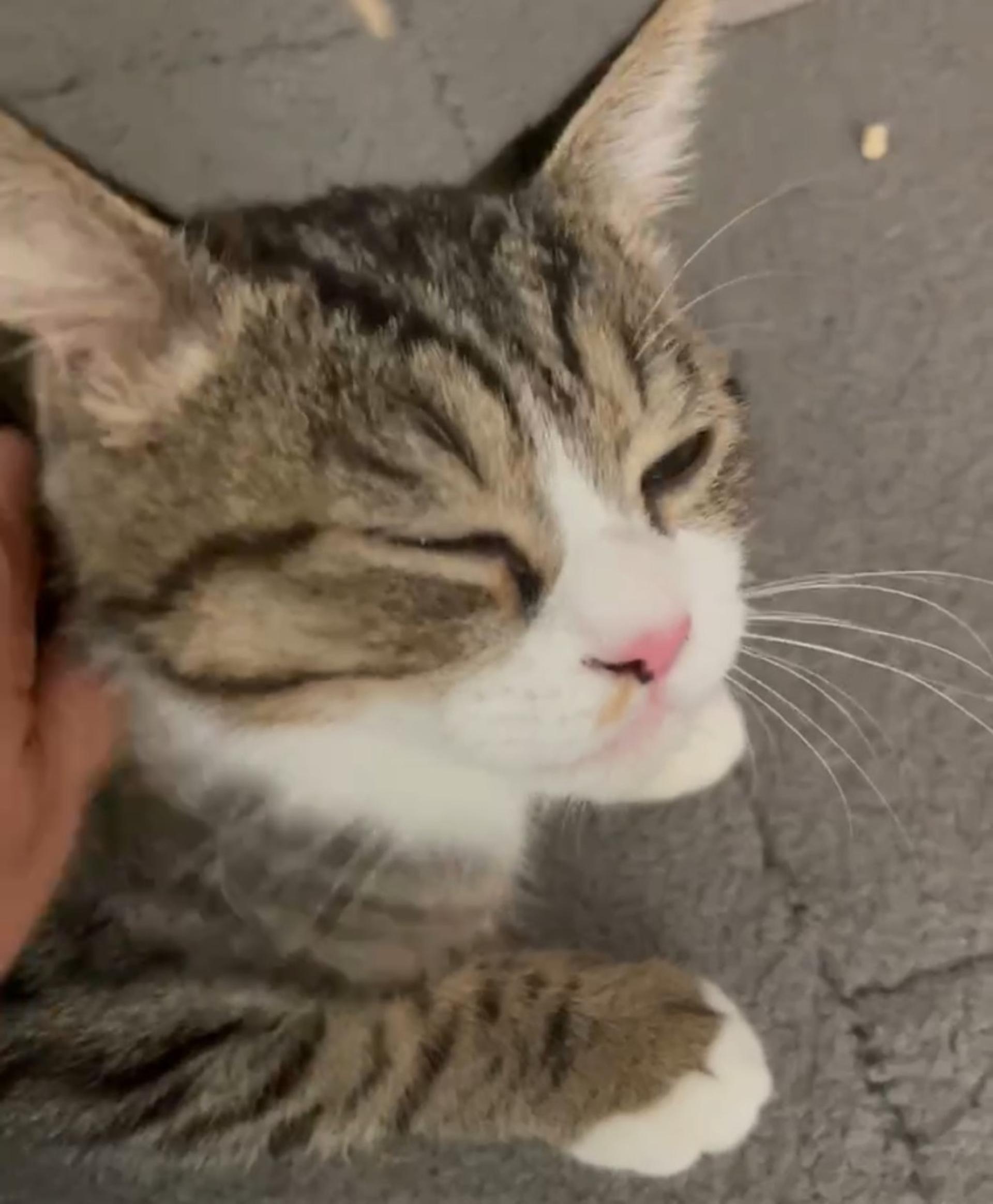 pet-image-9