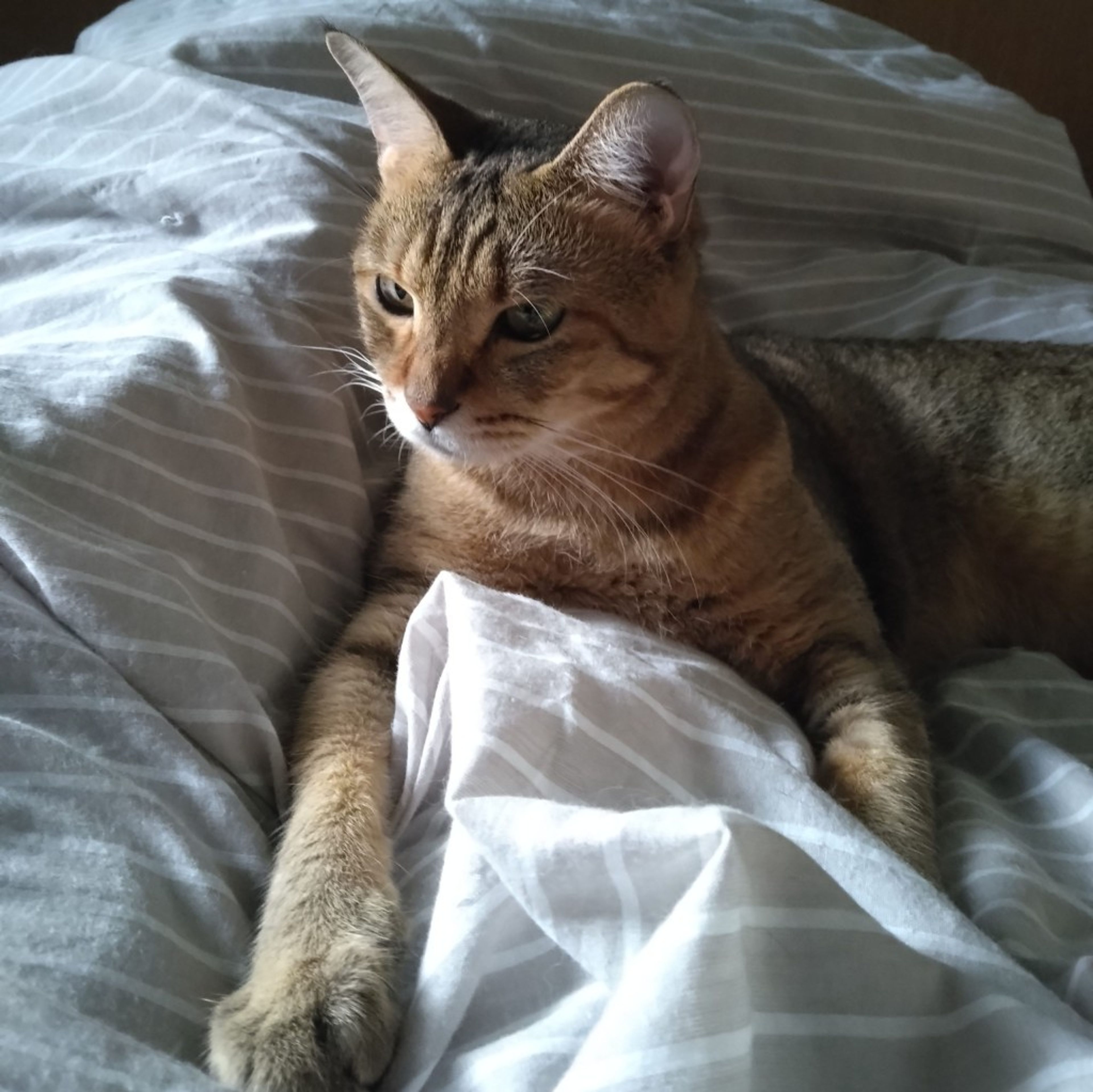 pet-image-5