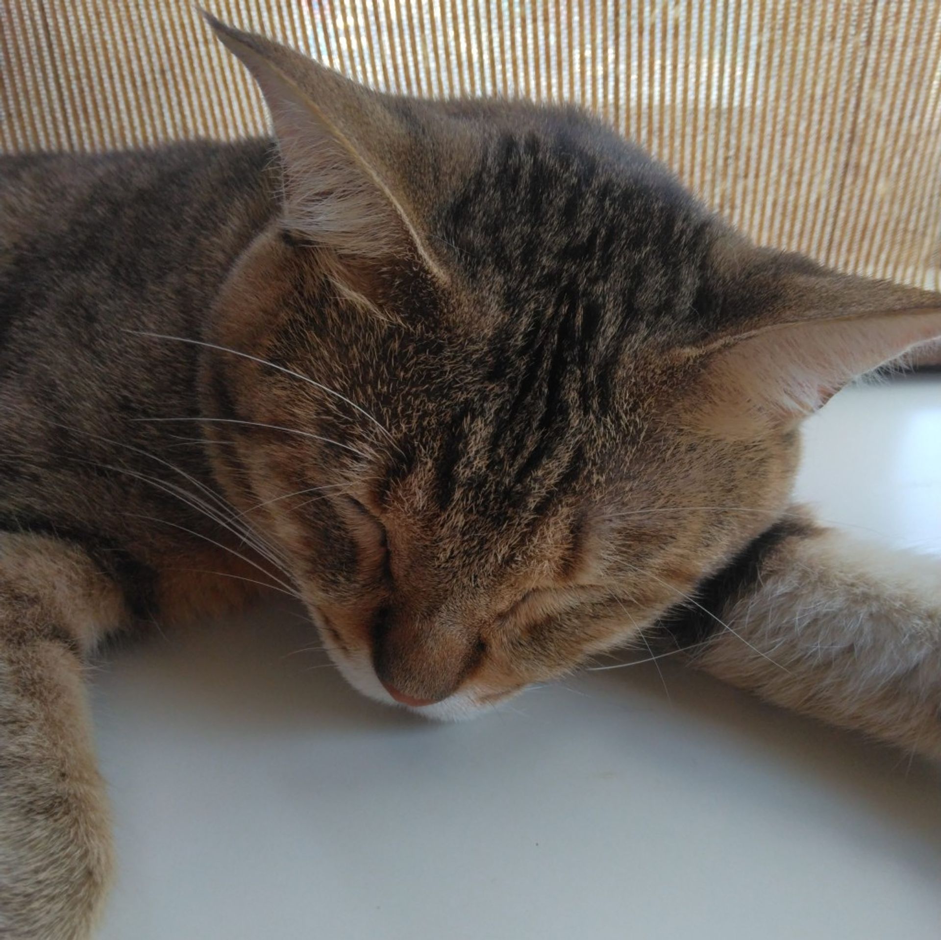 雑種（ミックス猫）・オスの里親募集の写真