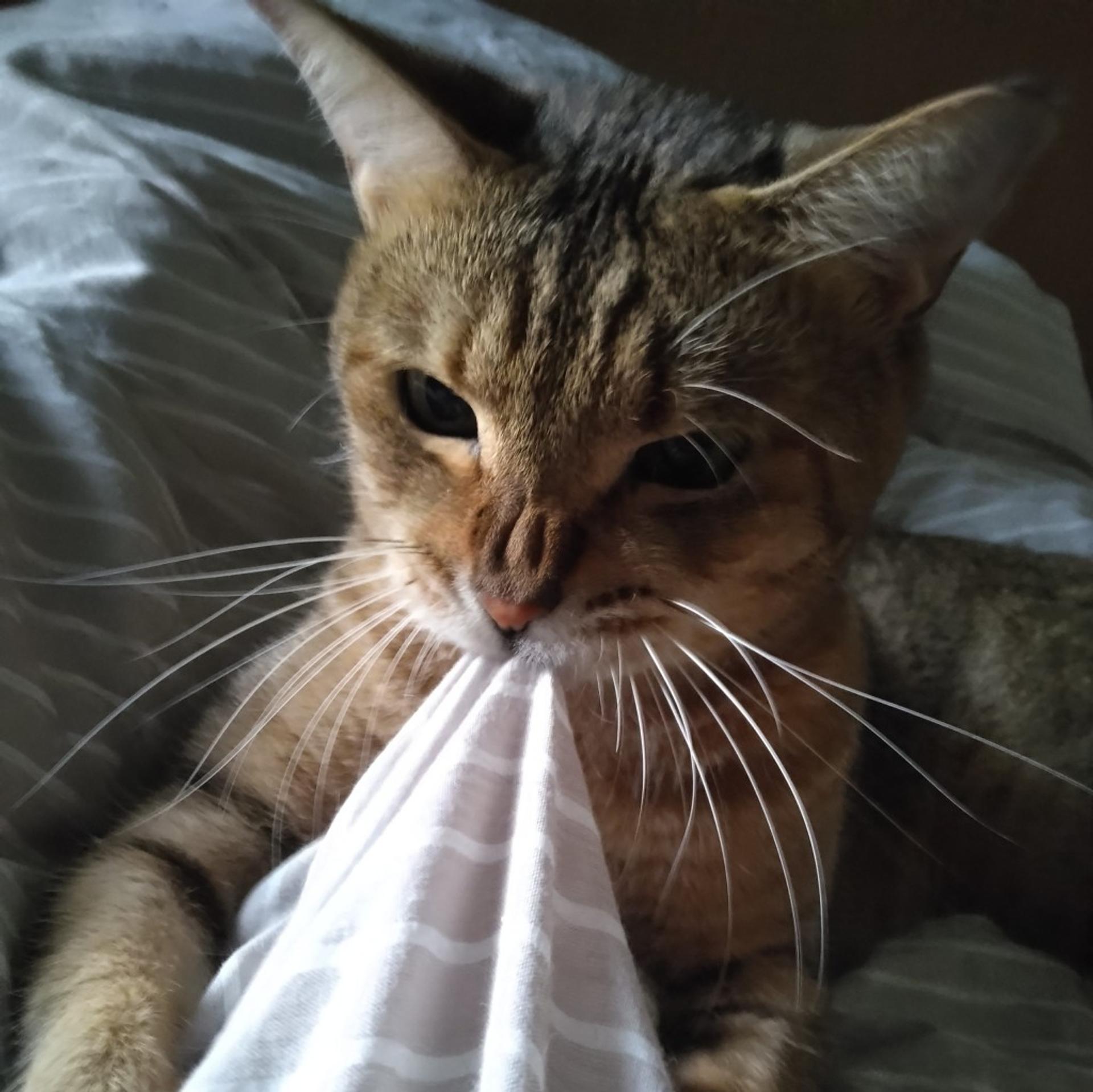 pet-image-3