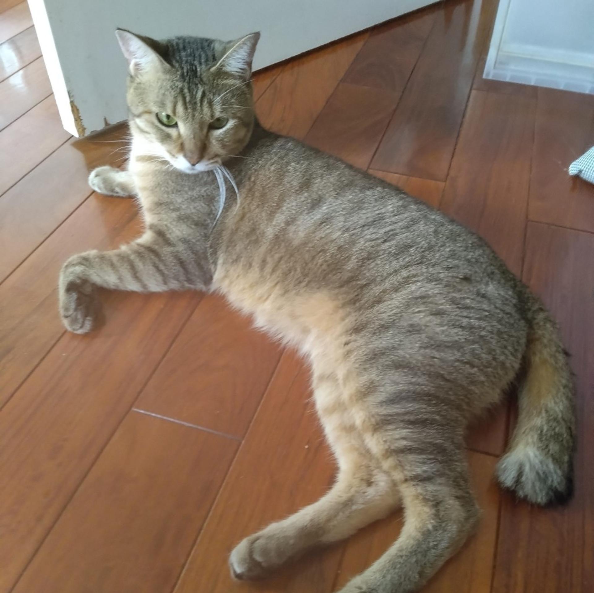 pet-image-4