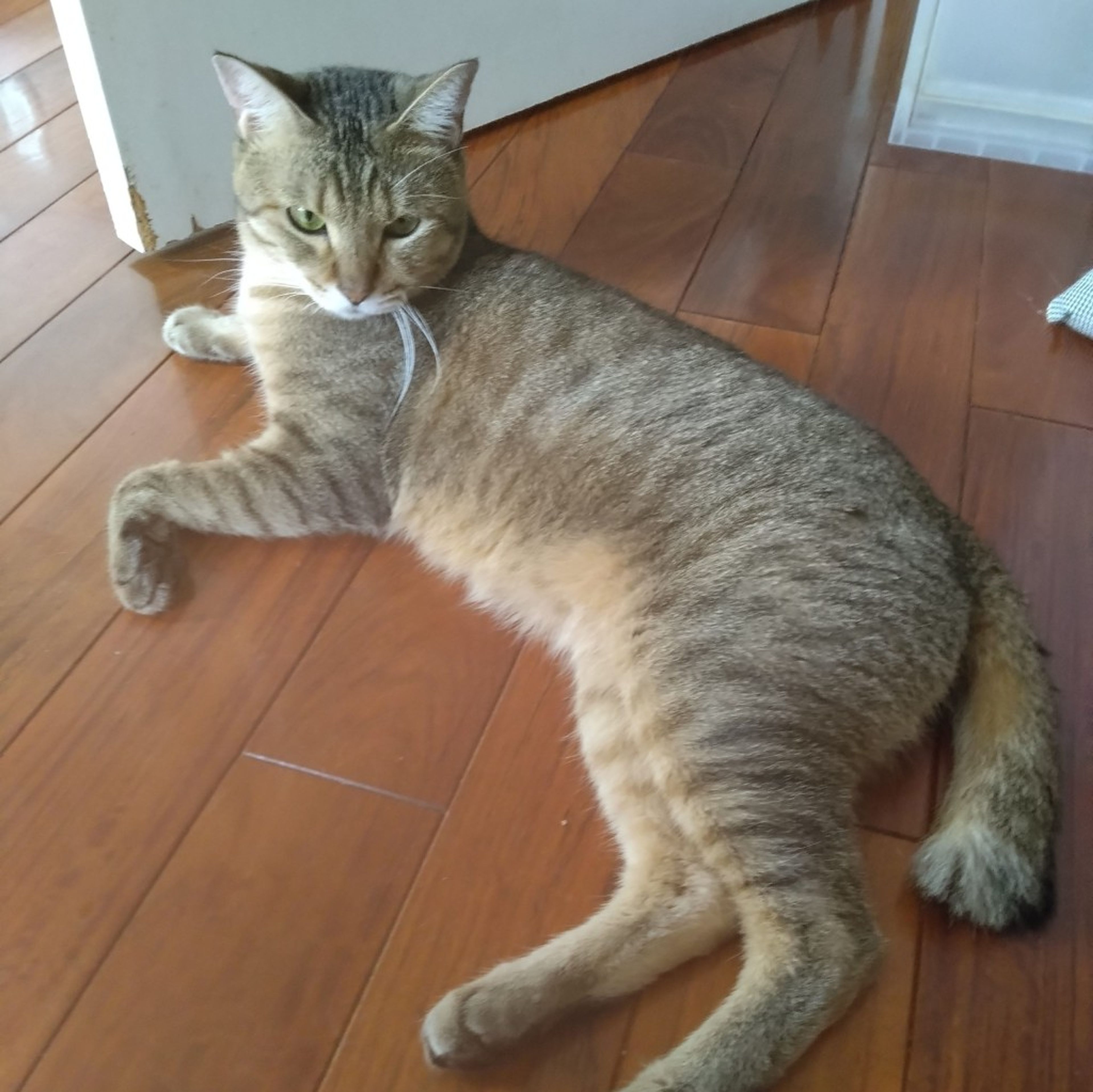 pet-image-4