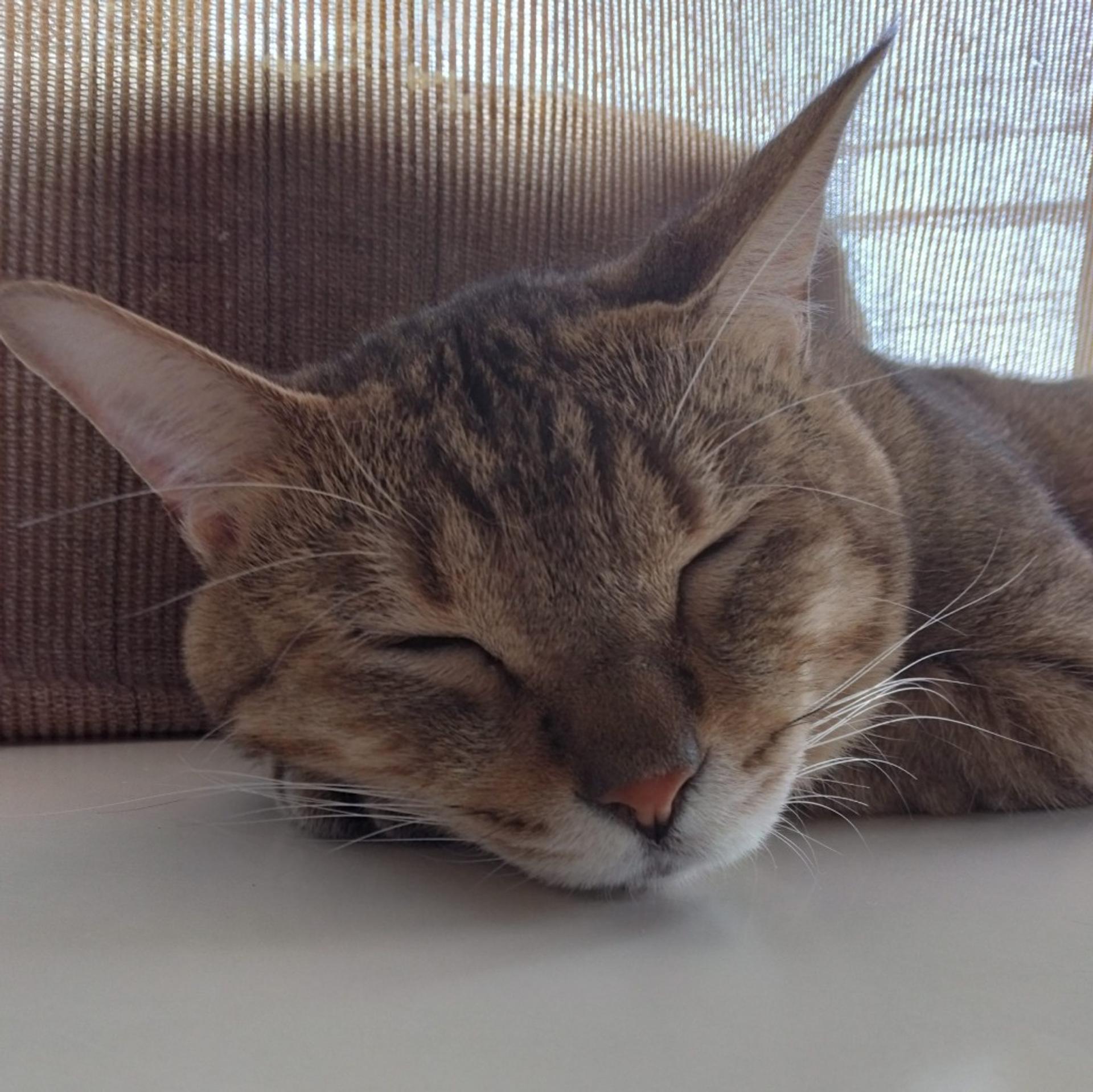 pet-image-2