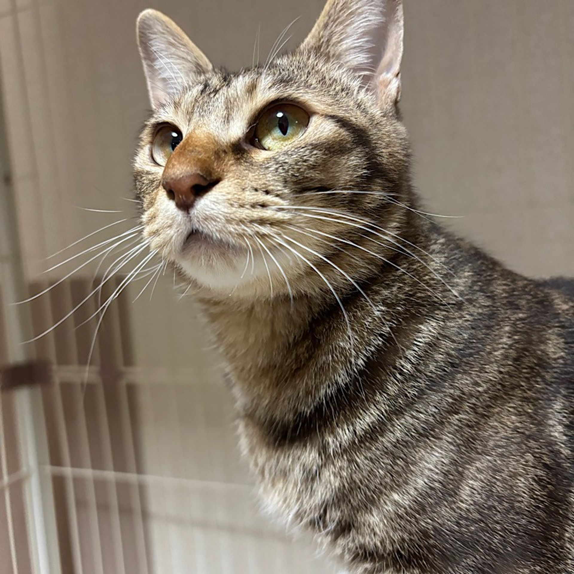 雑種（ミックス猫）・メスの里親募集の写真