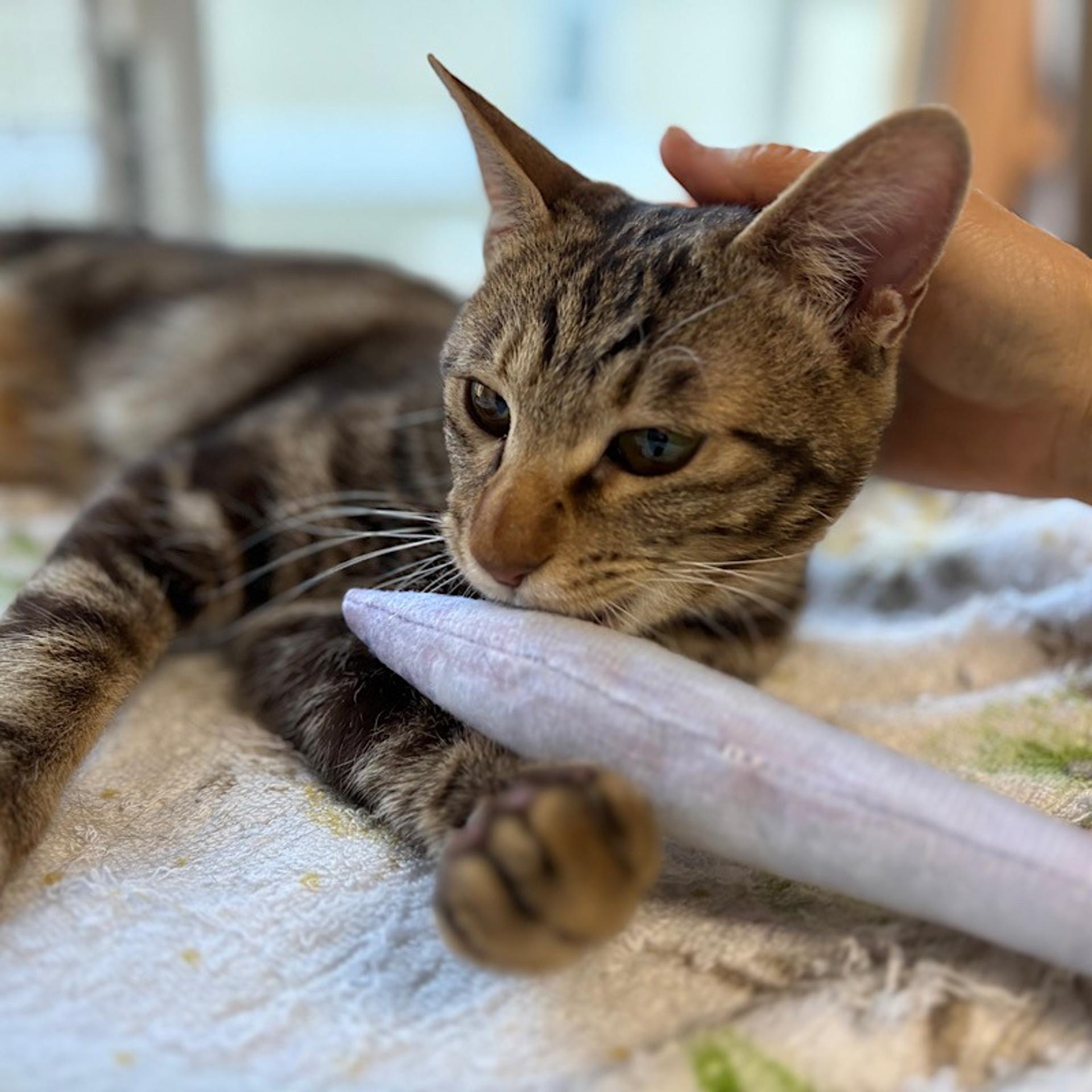 pet-image-5