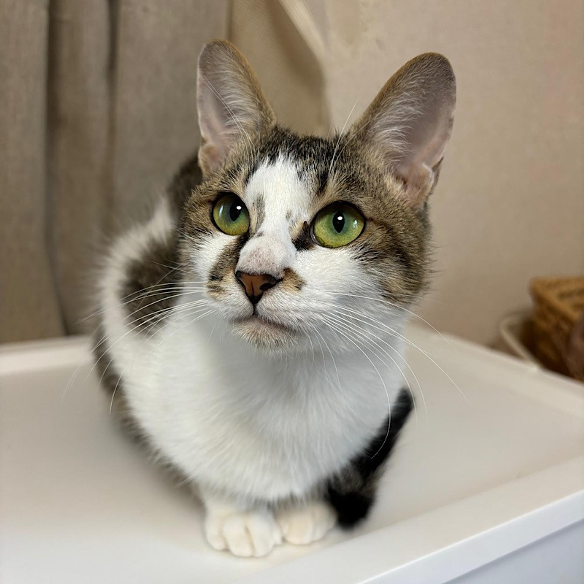 pet-image-2