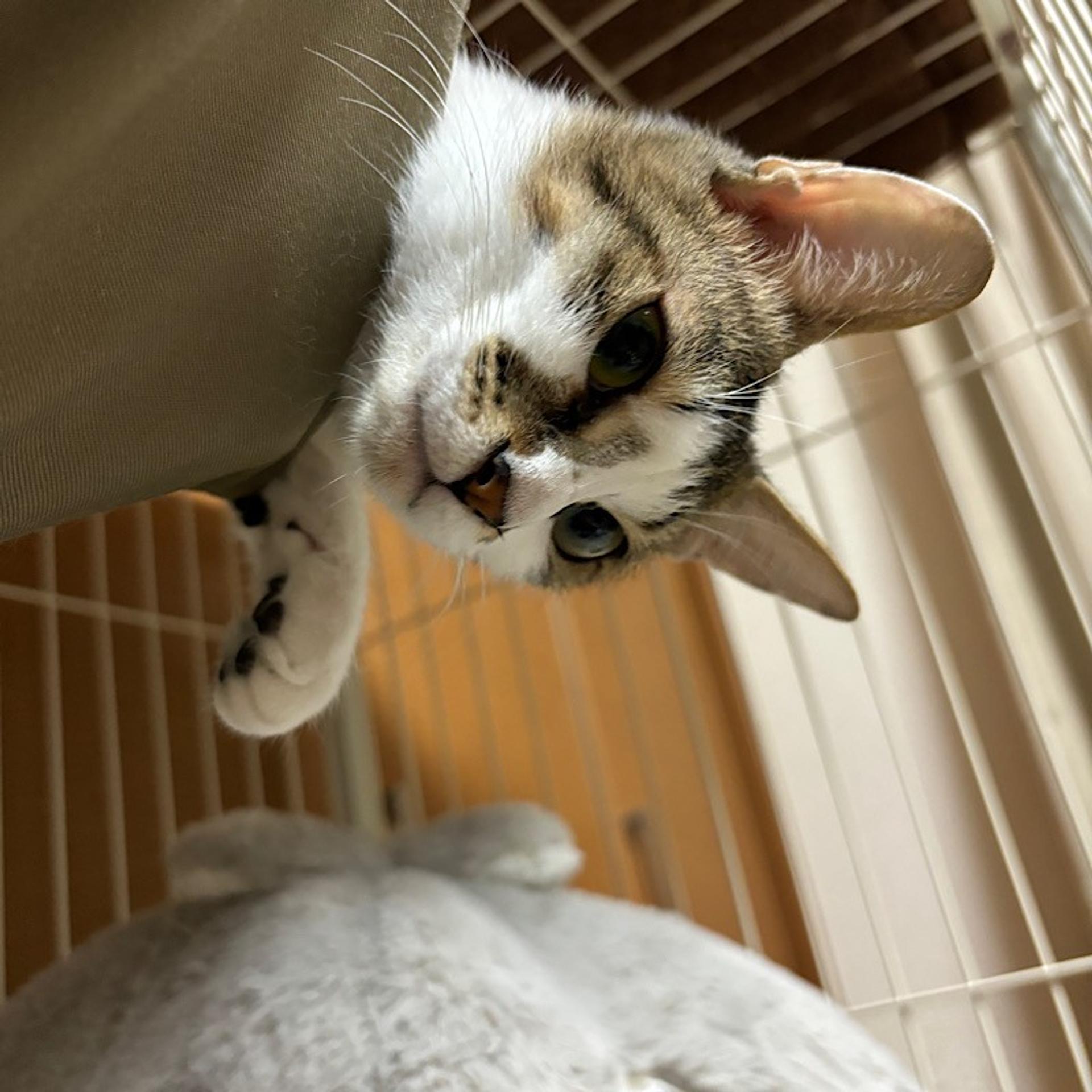 pet-image-4