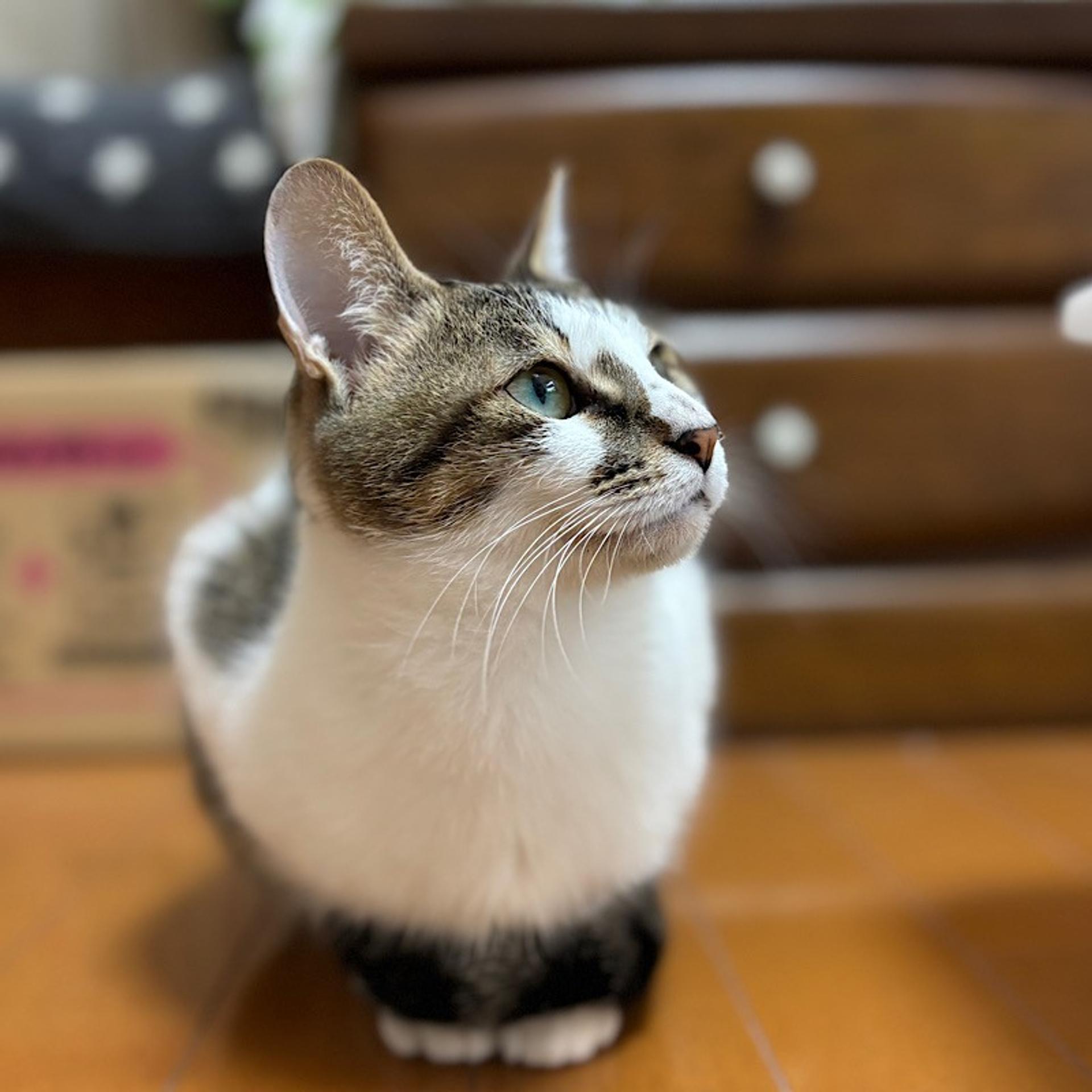 pet-image-6