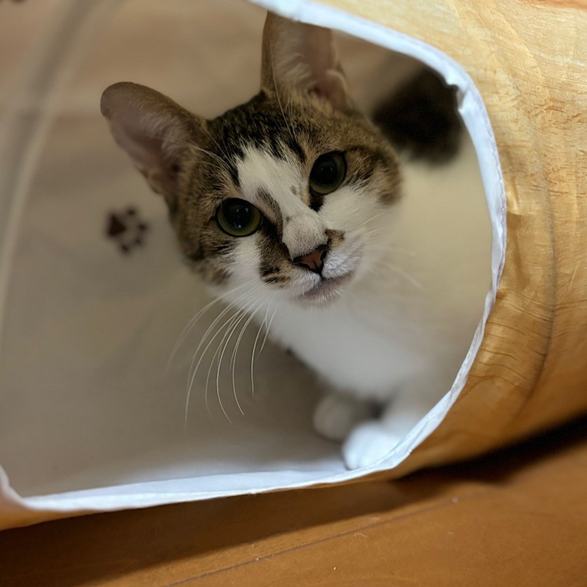 雑種（ミックス猫）・メスの里親募集の写真