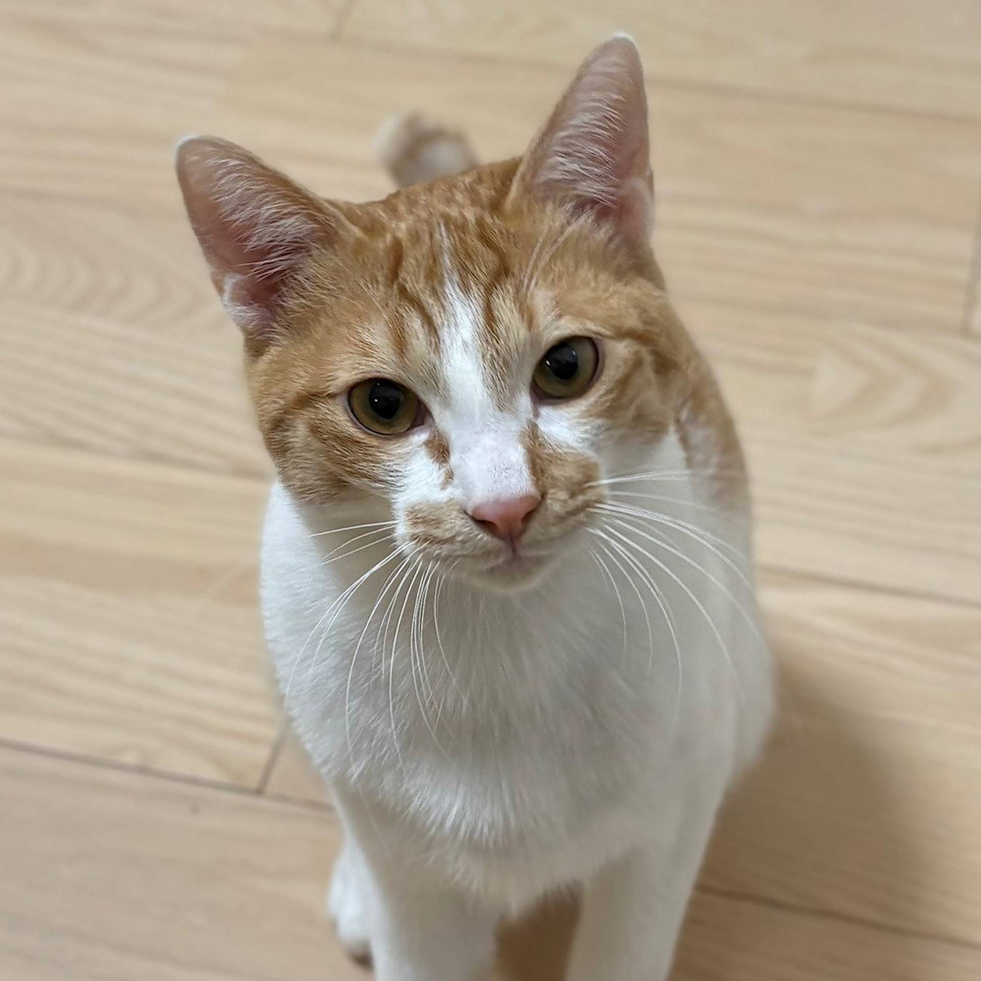雑種（ミックス猫）・オスの里親募集の写真