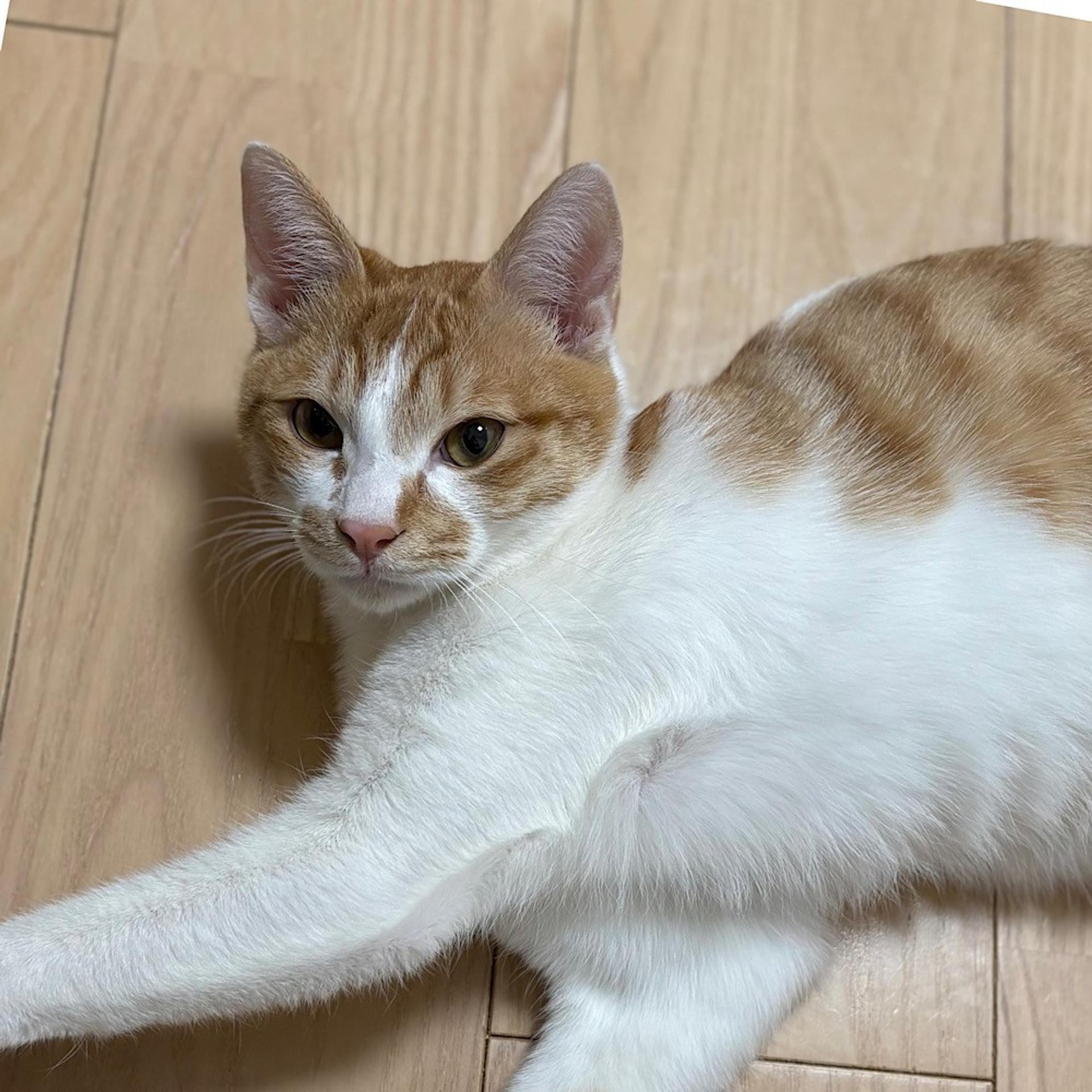 pet-image-5
