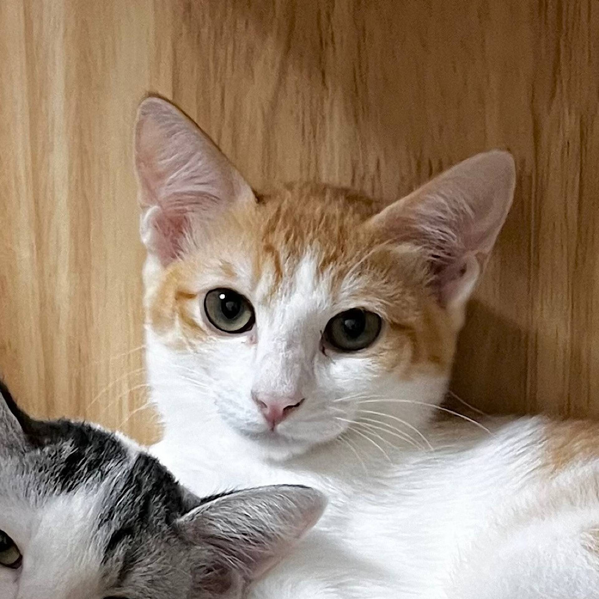 雑種（ミックス猫）・メスの里親募集の写真
