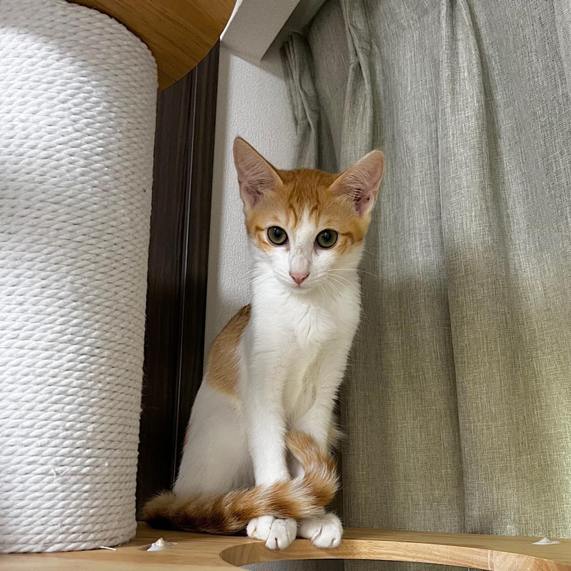 pet-image-4