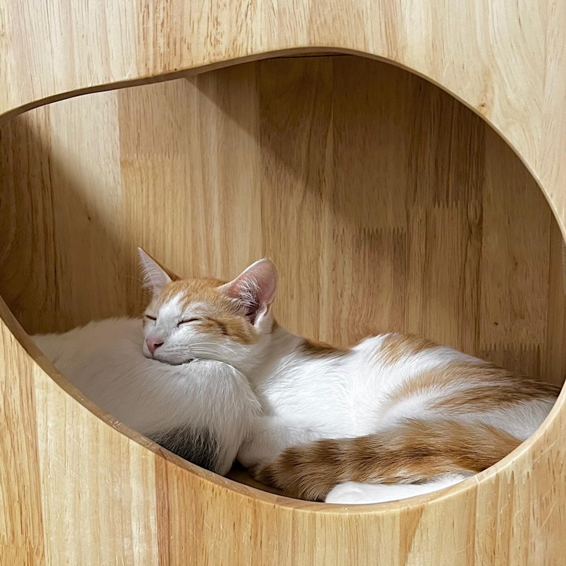 pet-image-6