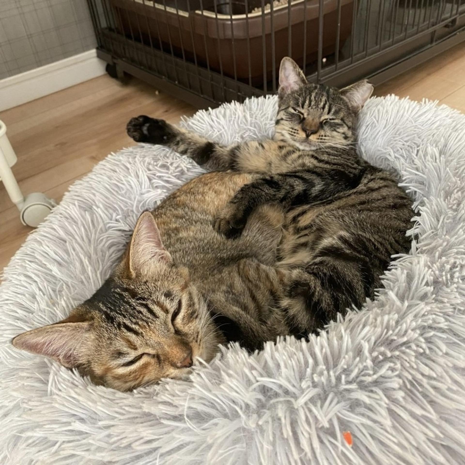 pet-image-5