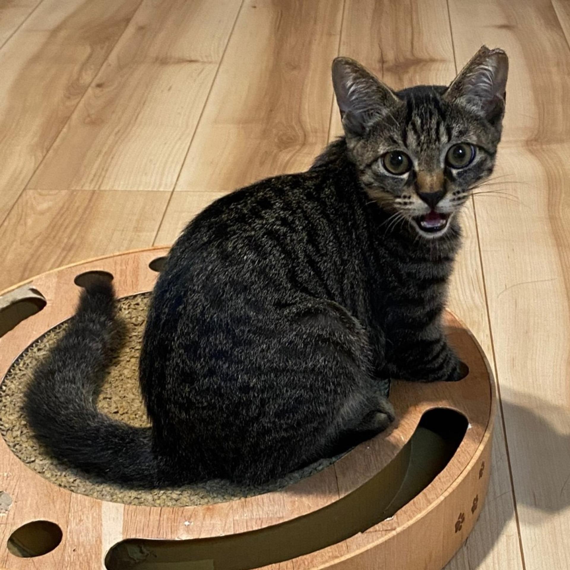 pet-image-6