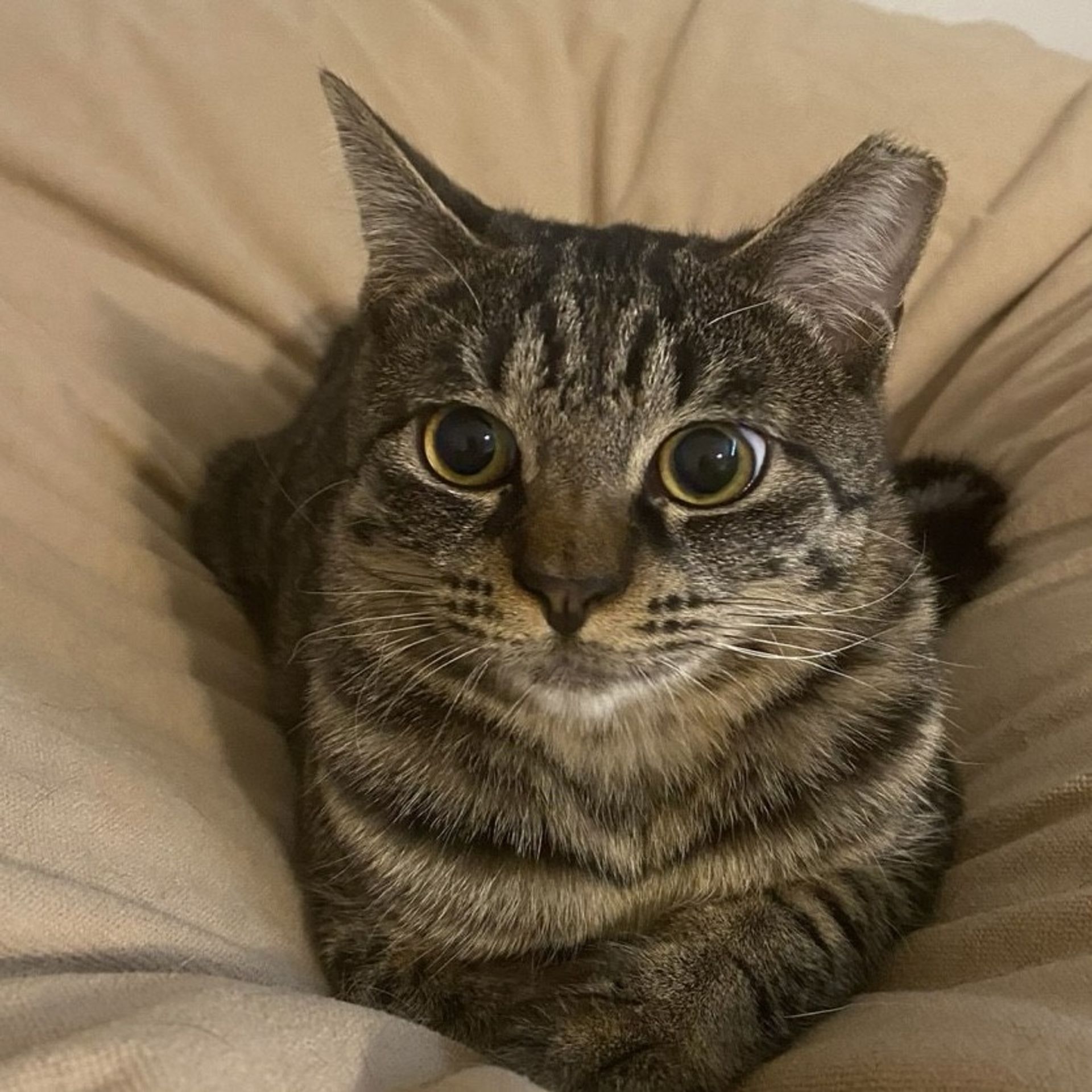 雑種（ミックス猫）・メスの里親募集の写真