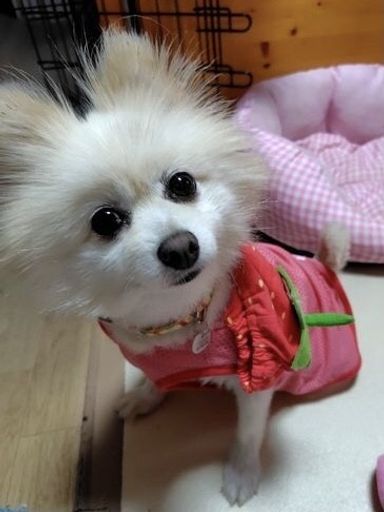 アンジュの写真