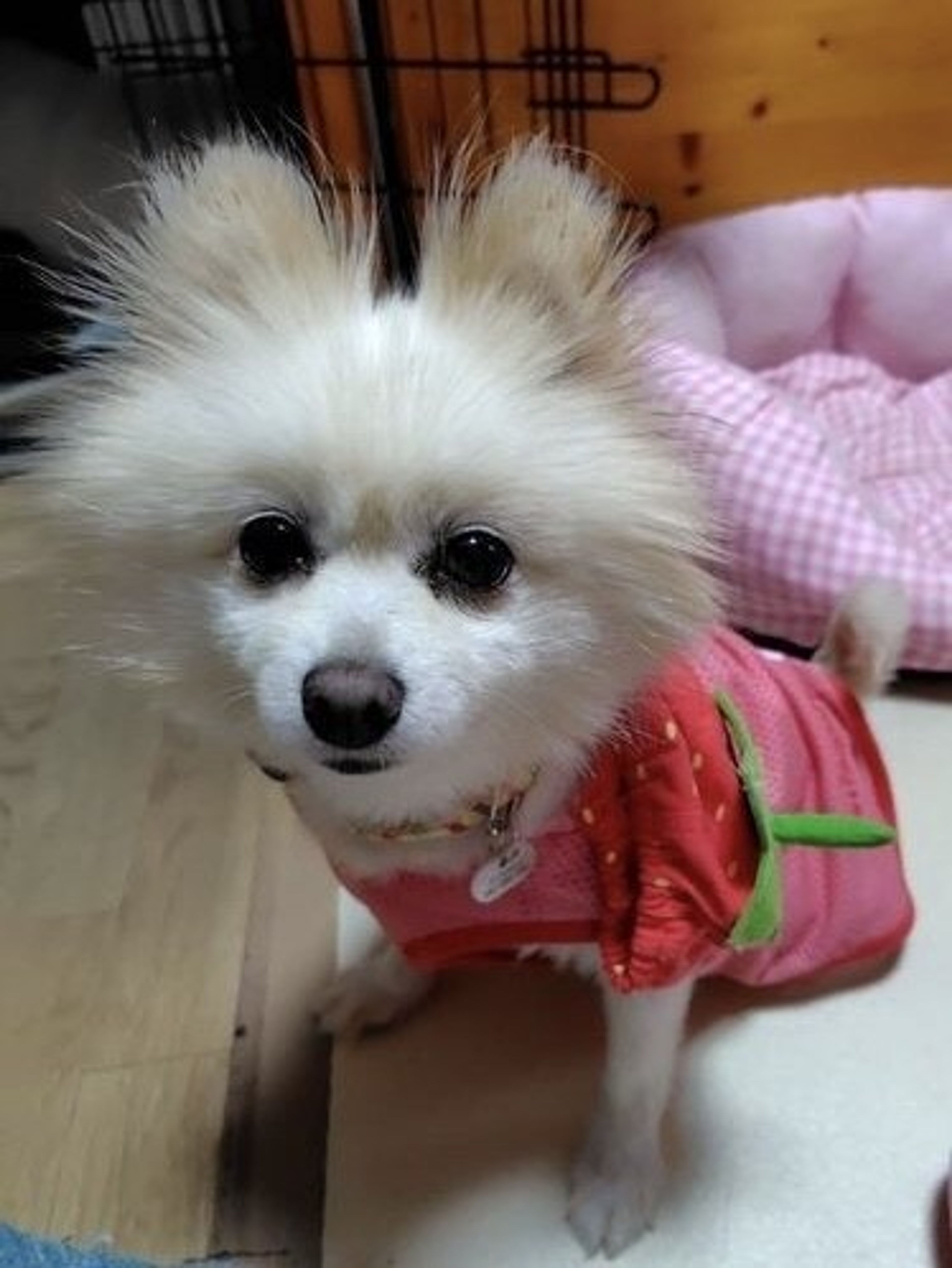 pet-image-2