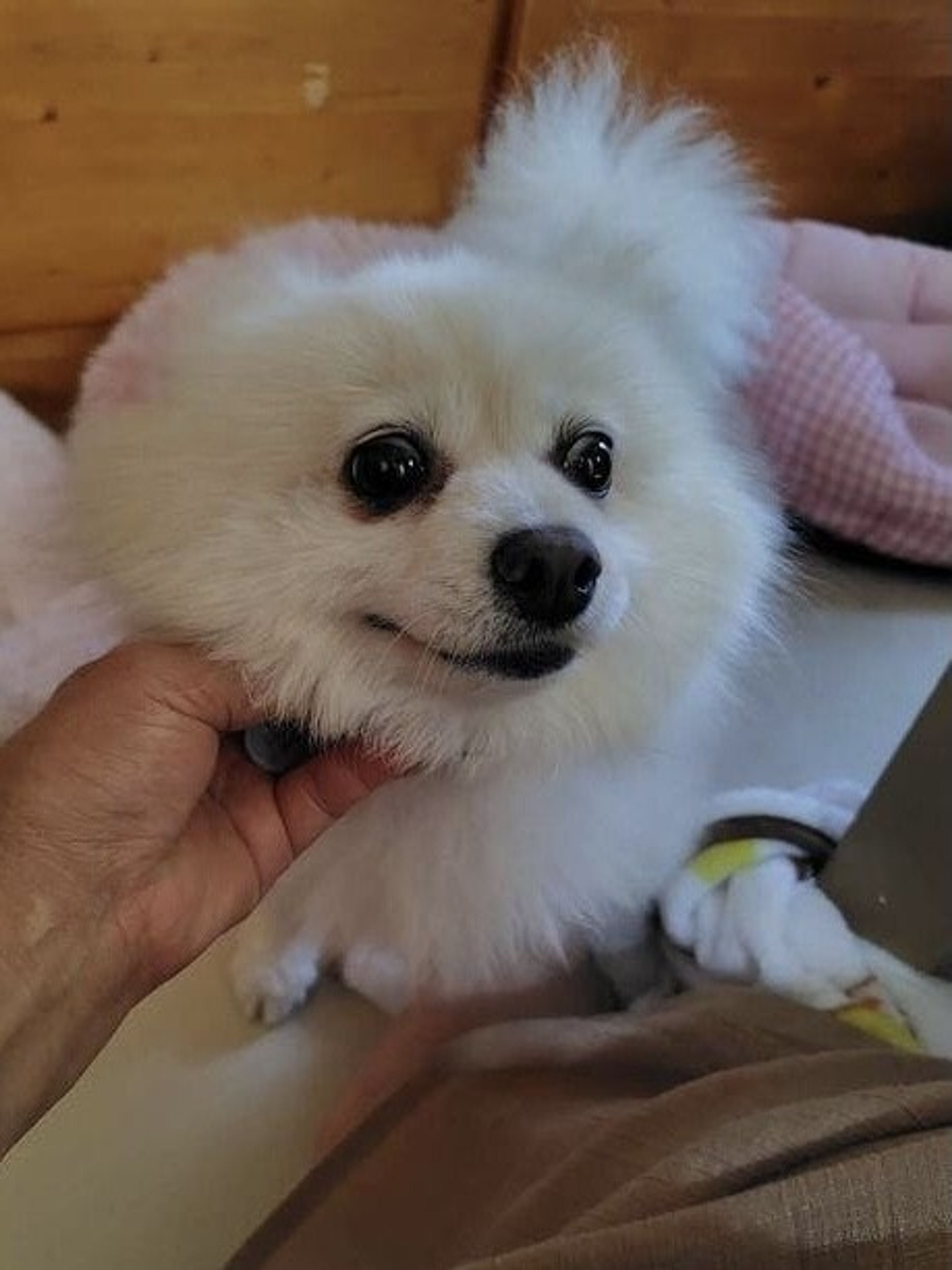 pet-image-3