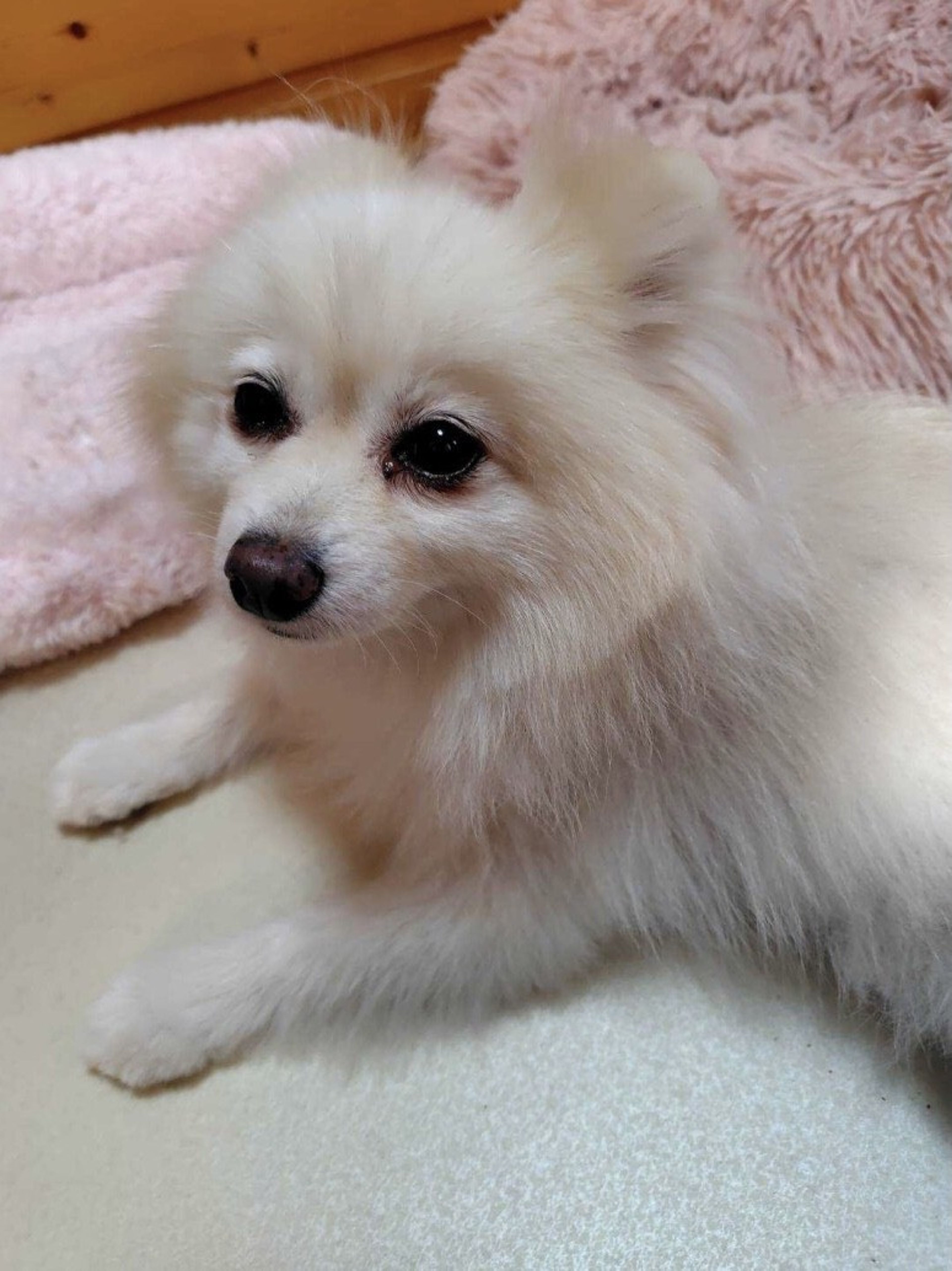 pet-image-4