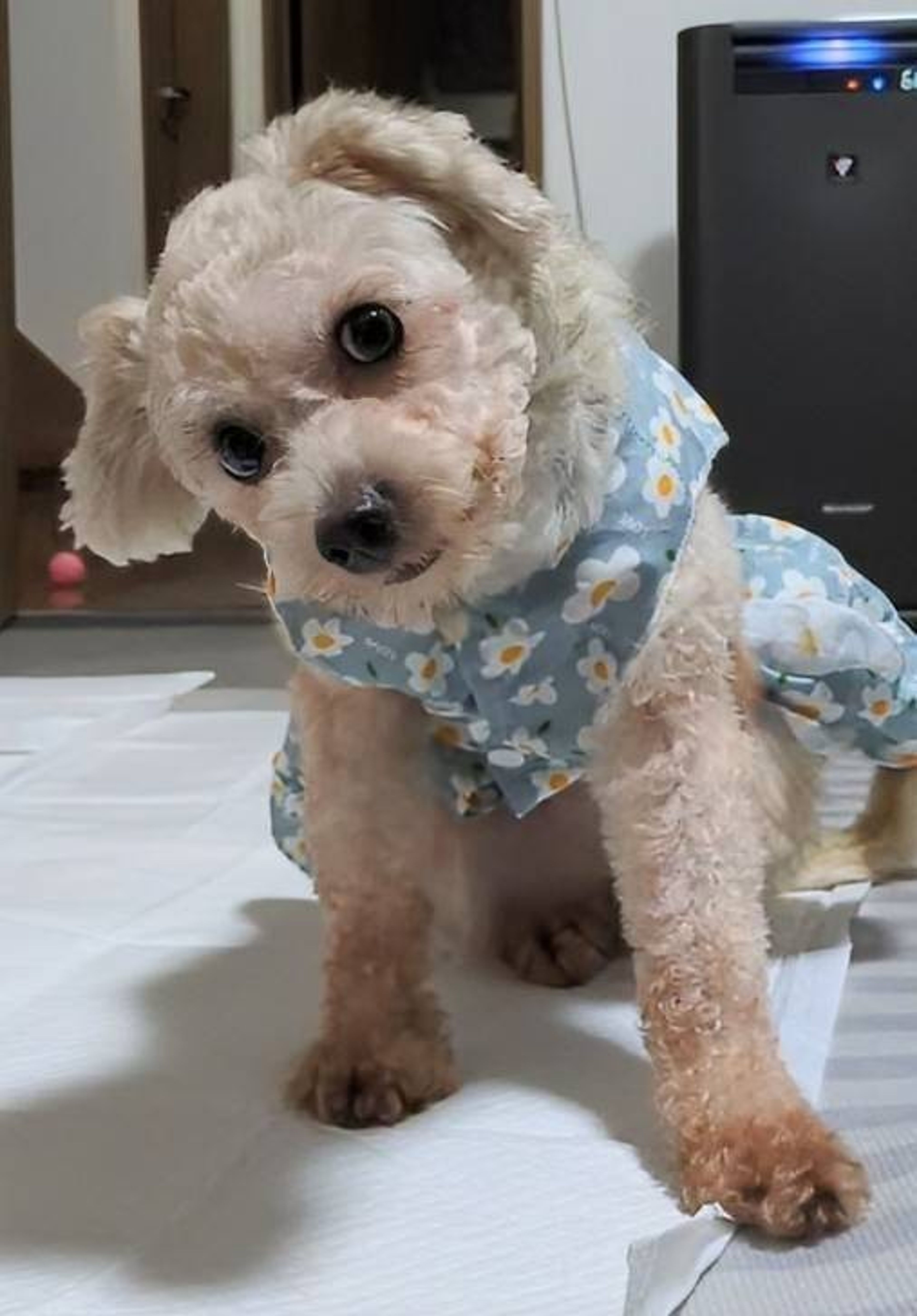 pet-image-4