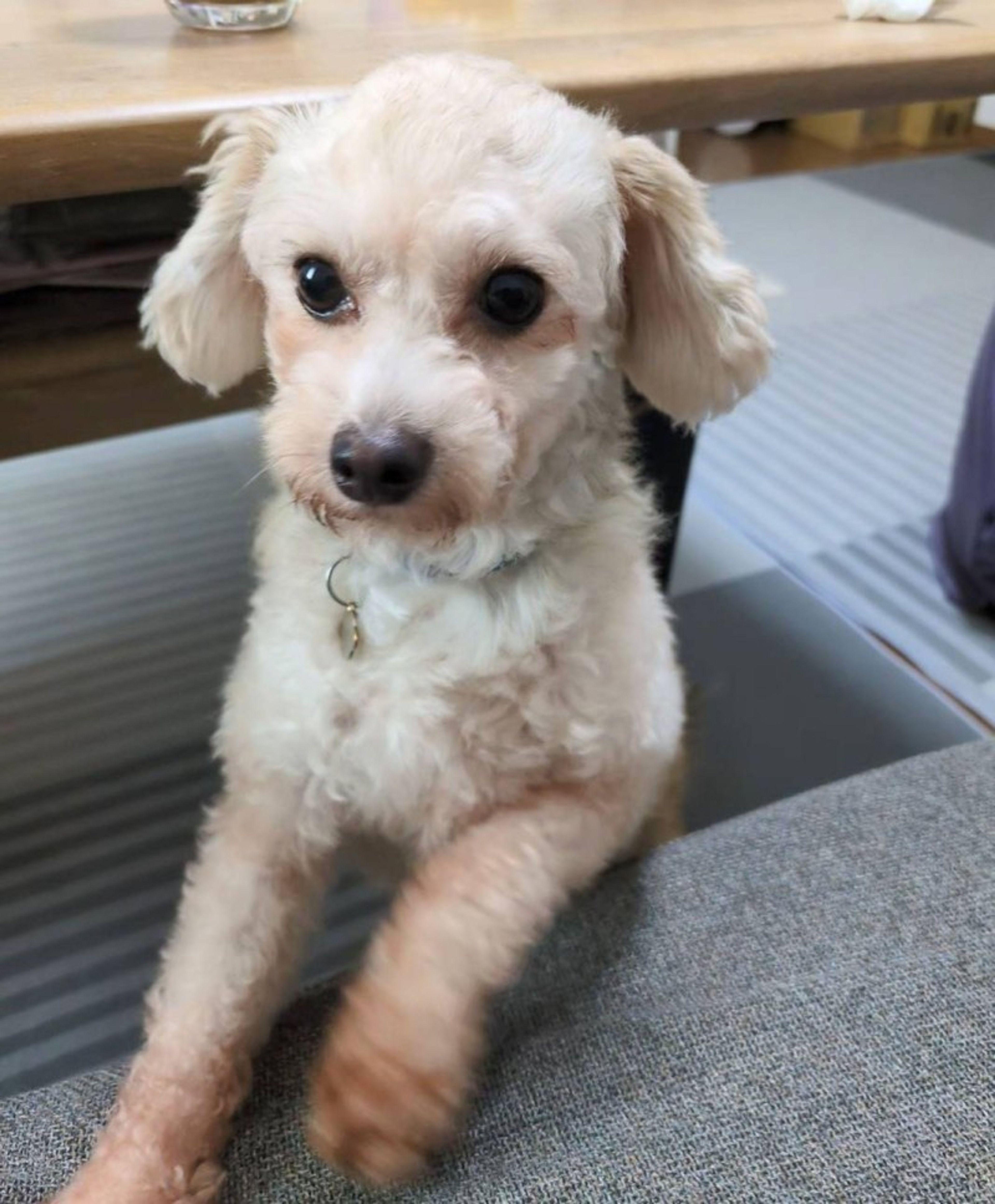 pet-image-5